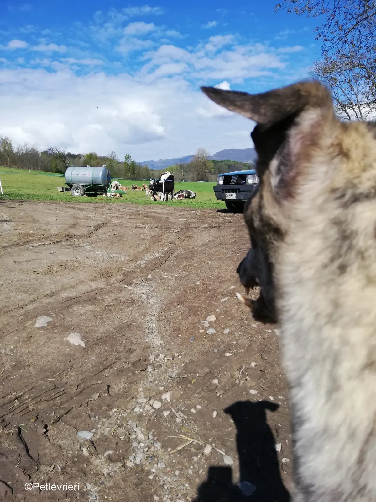 Surfy greyhound macao 17