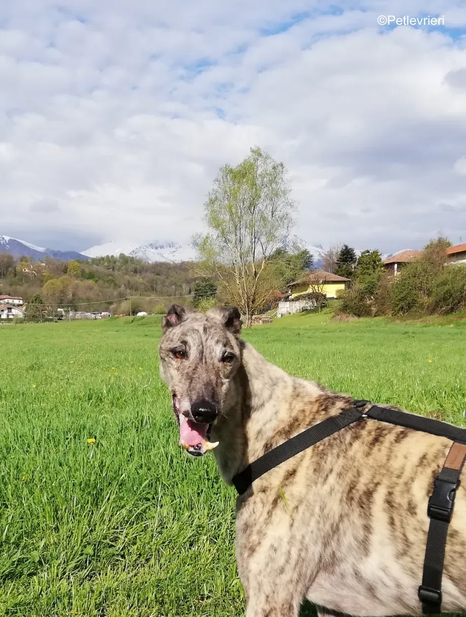 Surfy greyhound macao 18