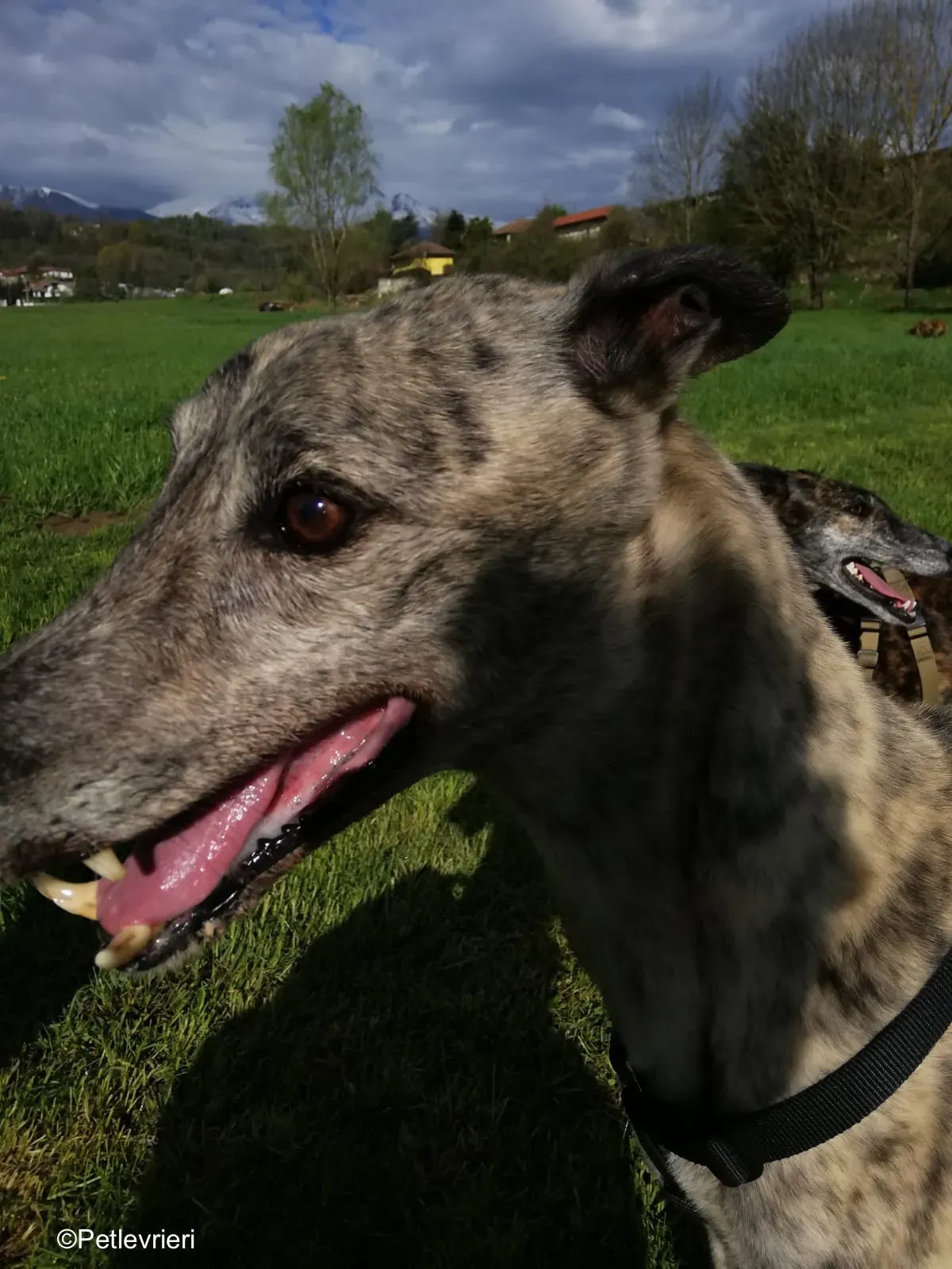 Surfy greyhound macao 19