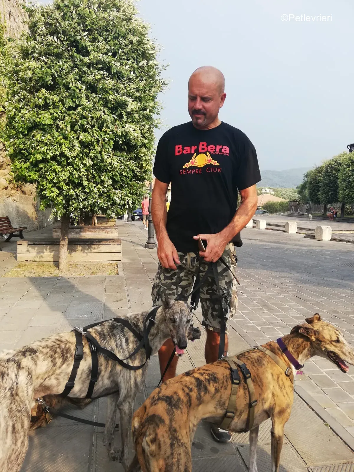 Surfy greyhound macao 2