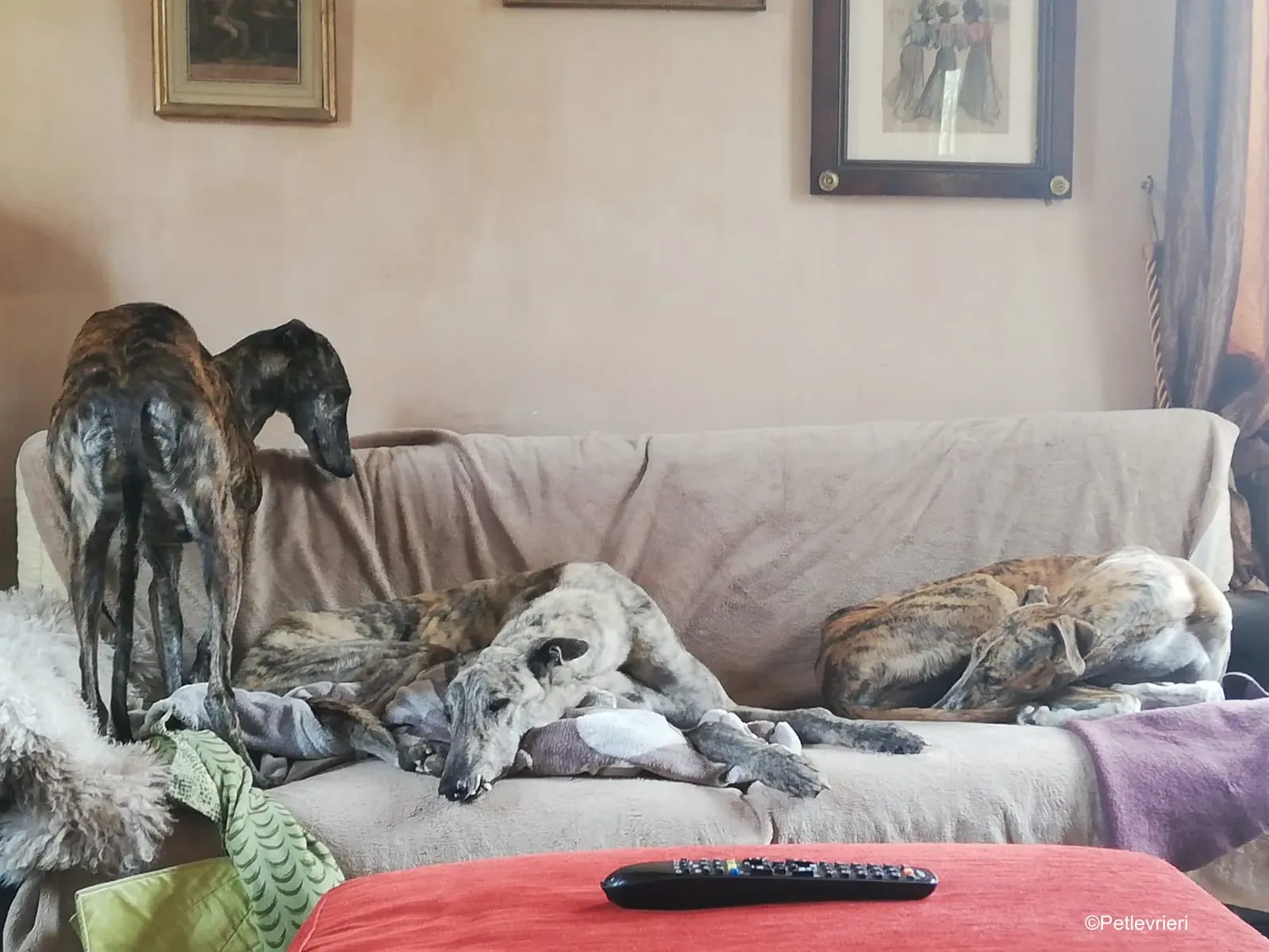 Surfy greyhound macao 20