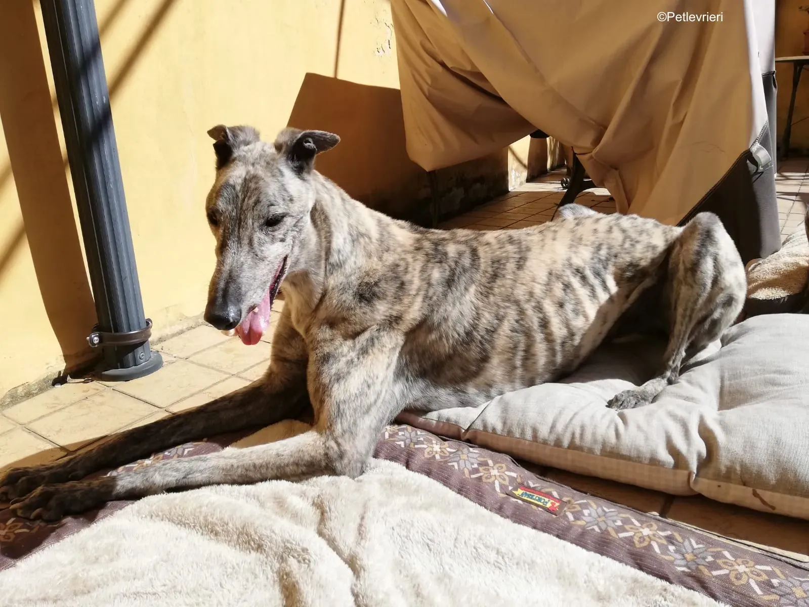 Surfy greyhound macao 21