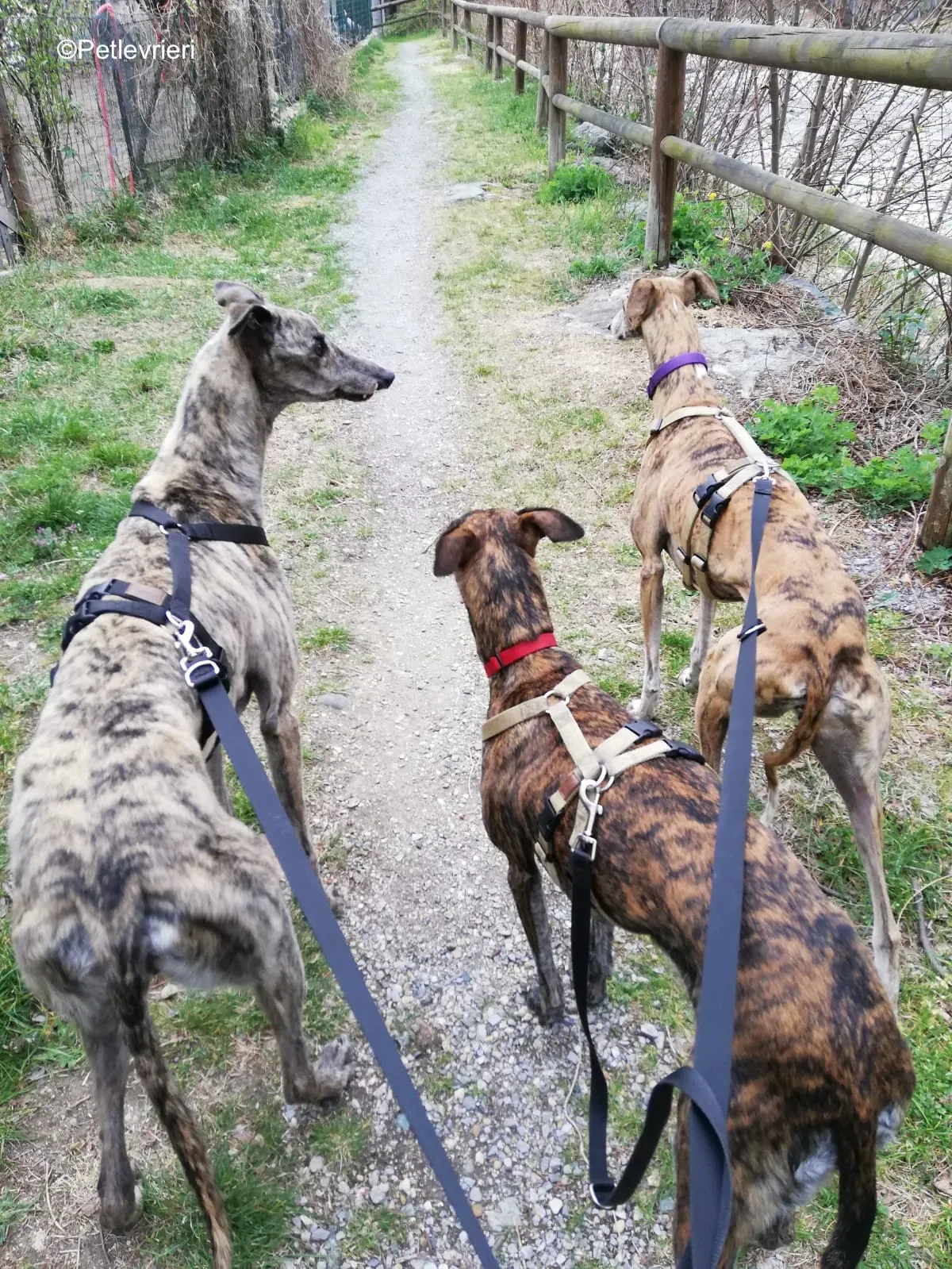 Surfy greyhound macao 22