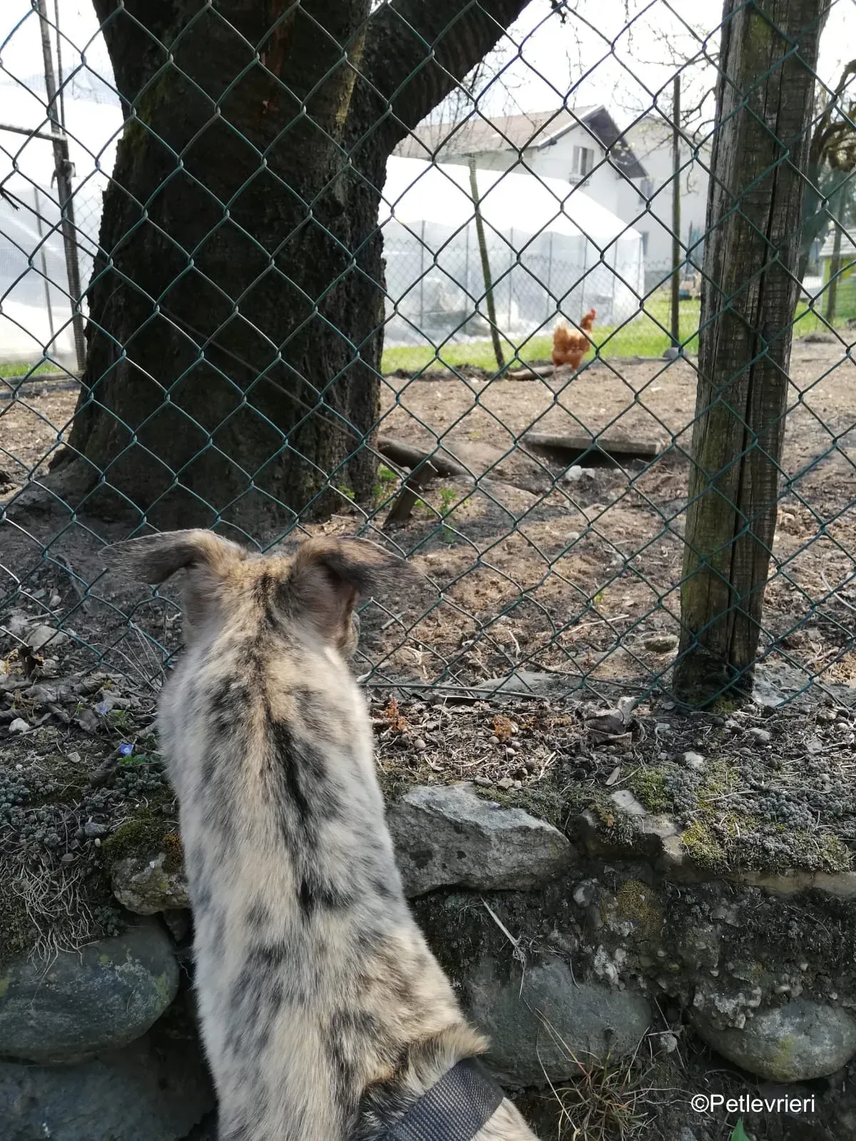 Surfy greyhound macao 24