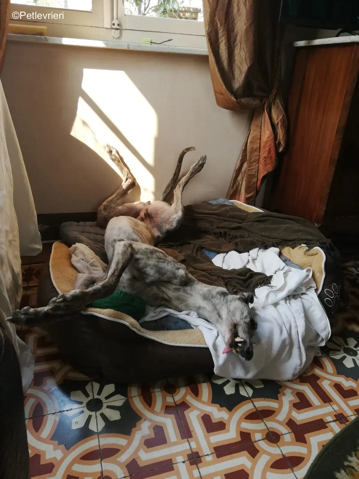 Surfy greyhound macao 25