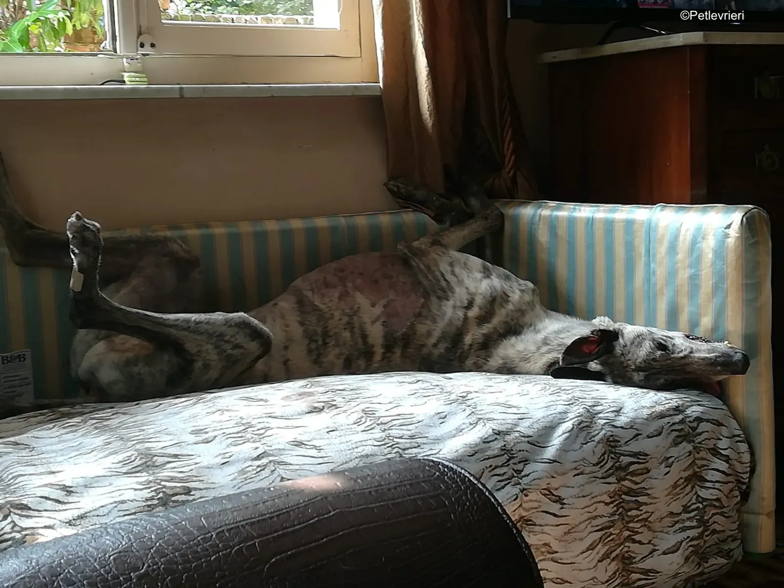 Surfy greyhound macao 27