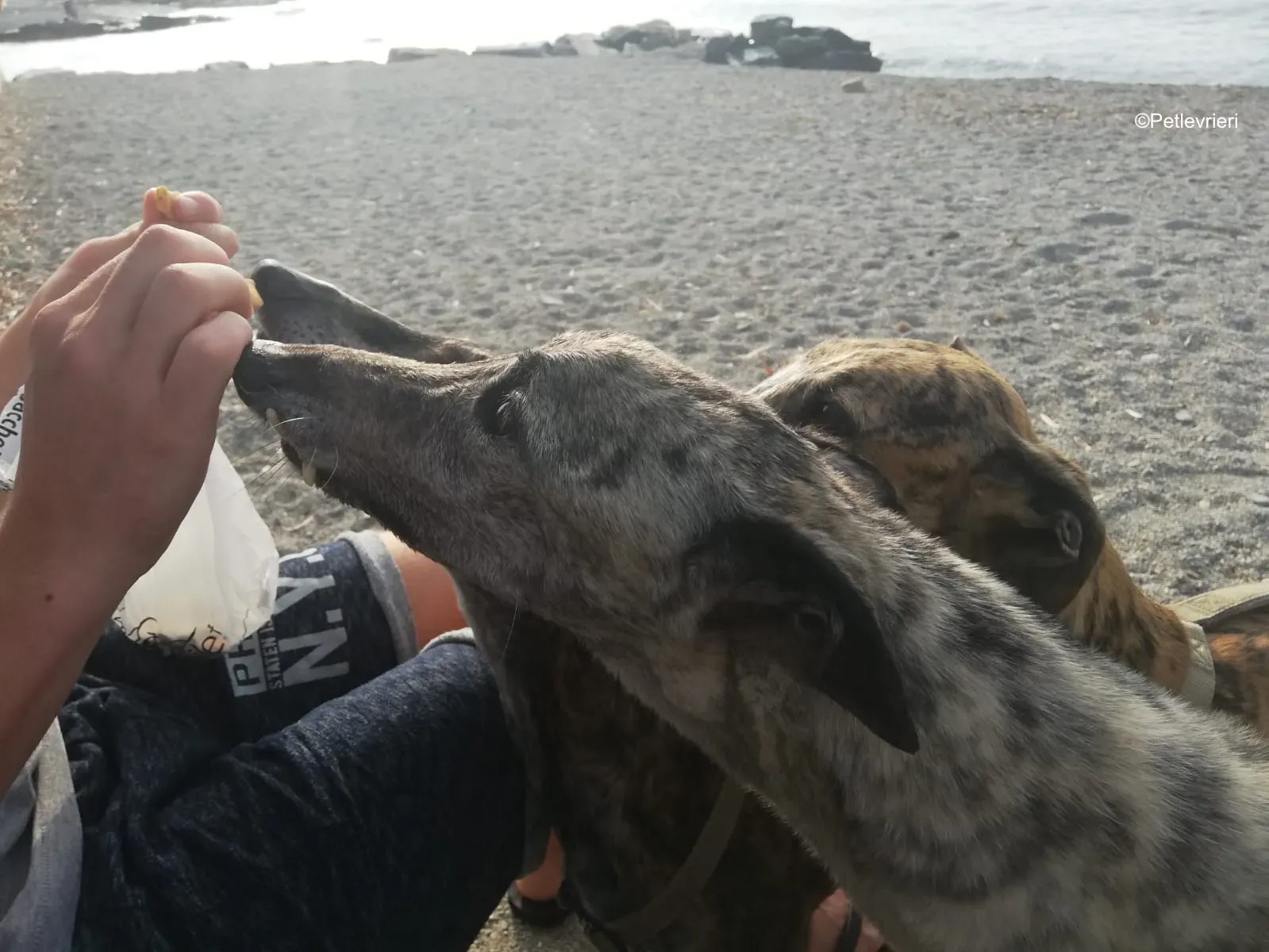 Surfy greyhound macao 4