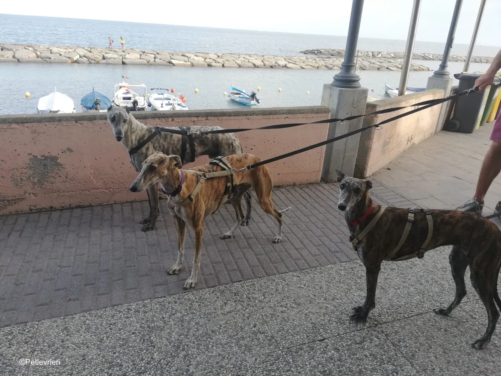 Surfy greyhound macao 7