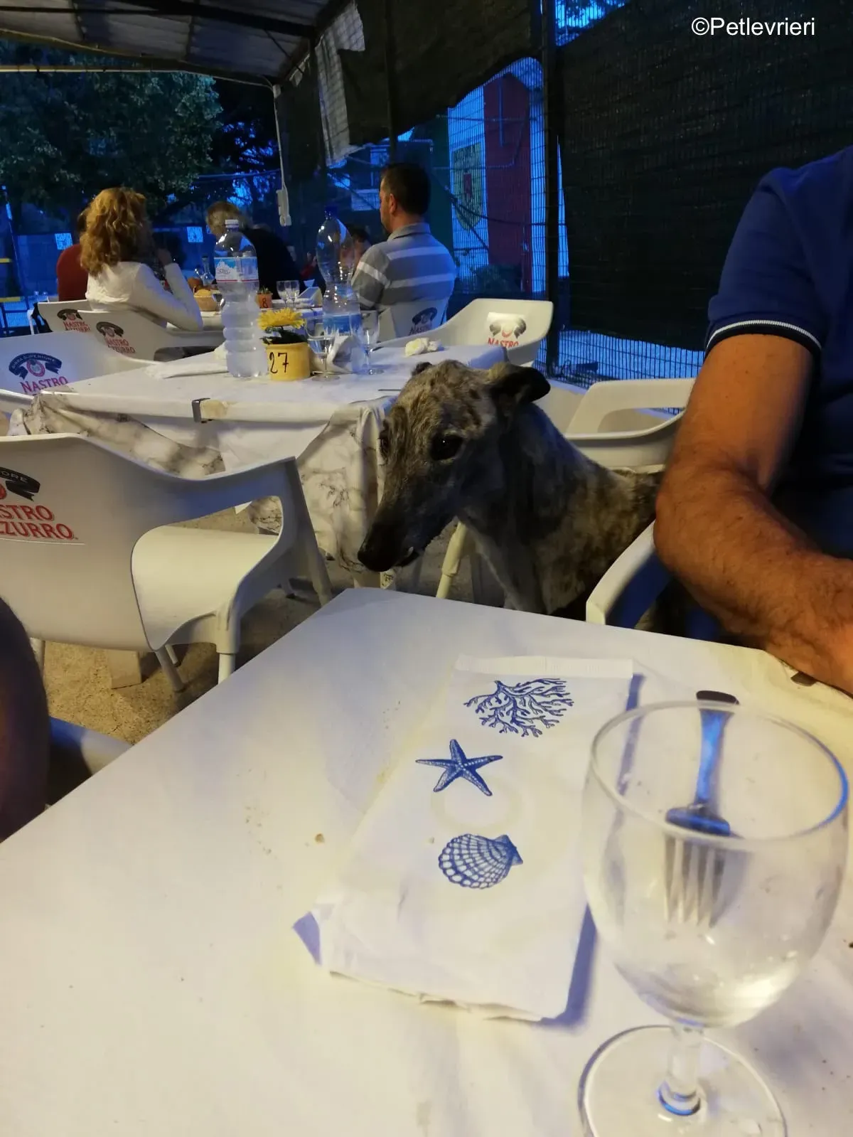 Surfy greyhound macao 8