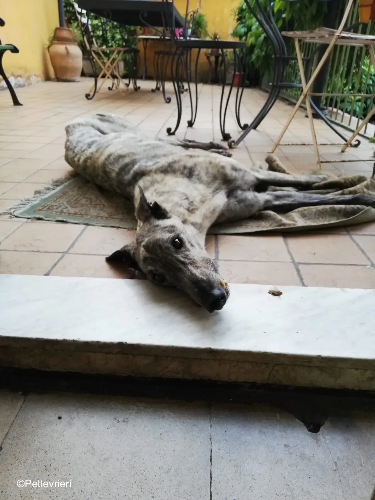 Surfy greyhound macao 9