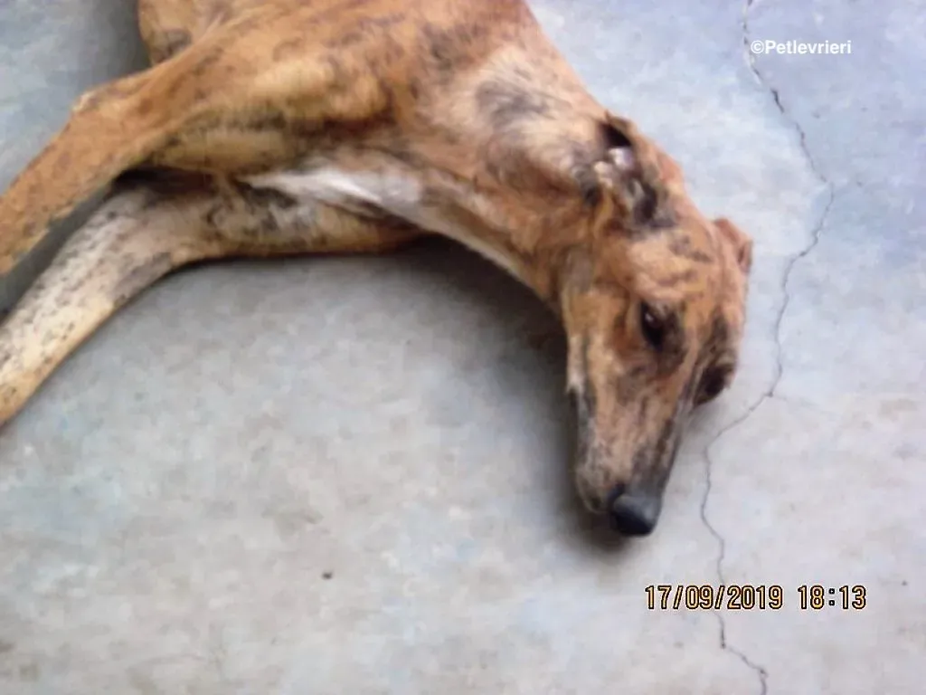 Susanna adozione levrieri galgo 00