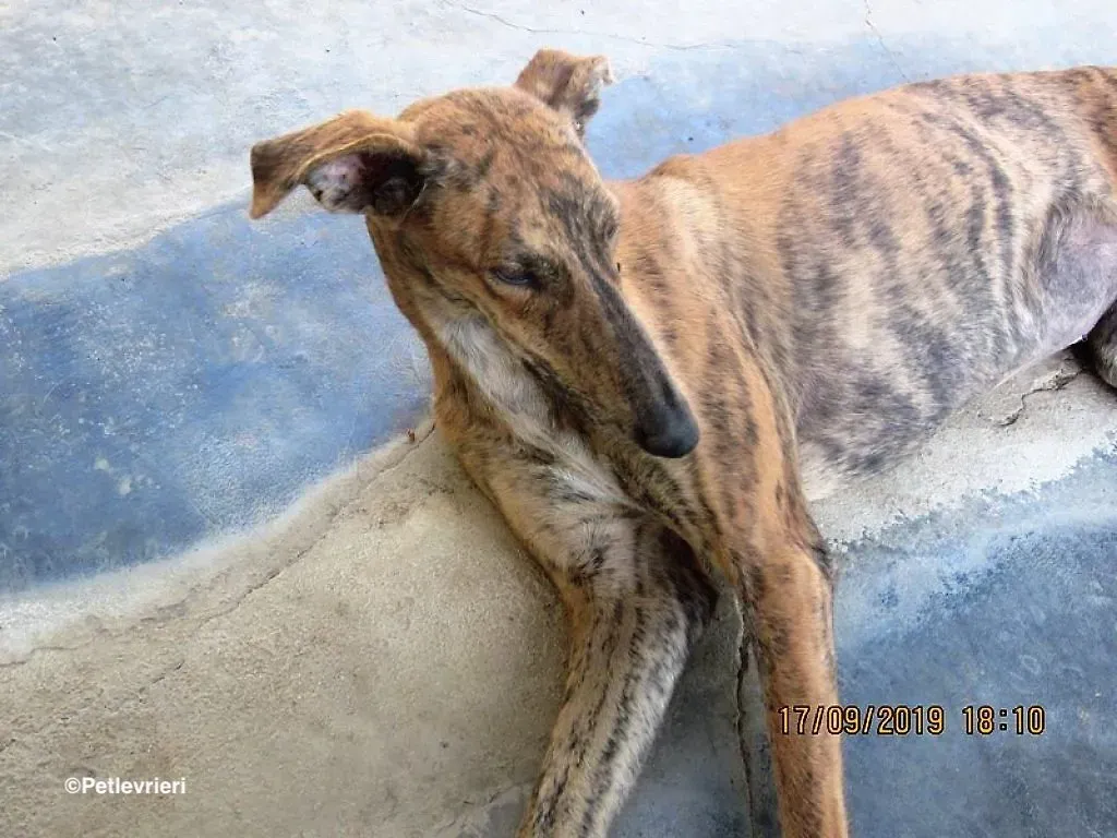 Susanna adozione levrieri galgo 01