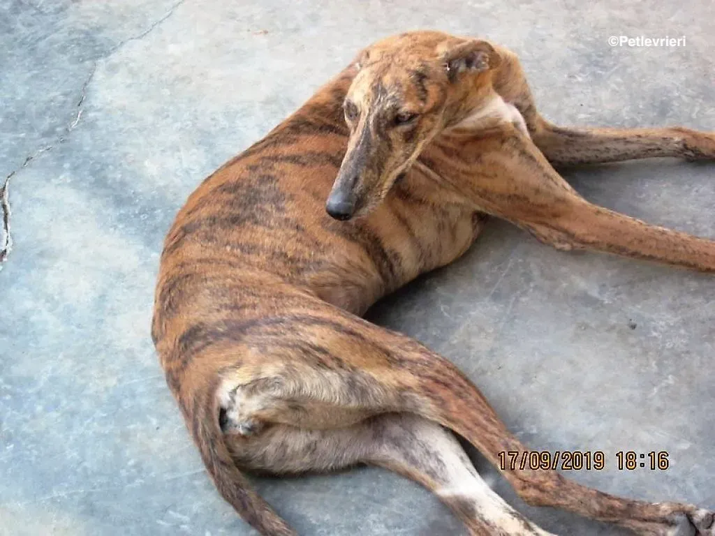 Susanna adozione levrieri galgo 02