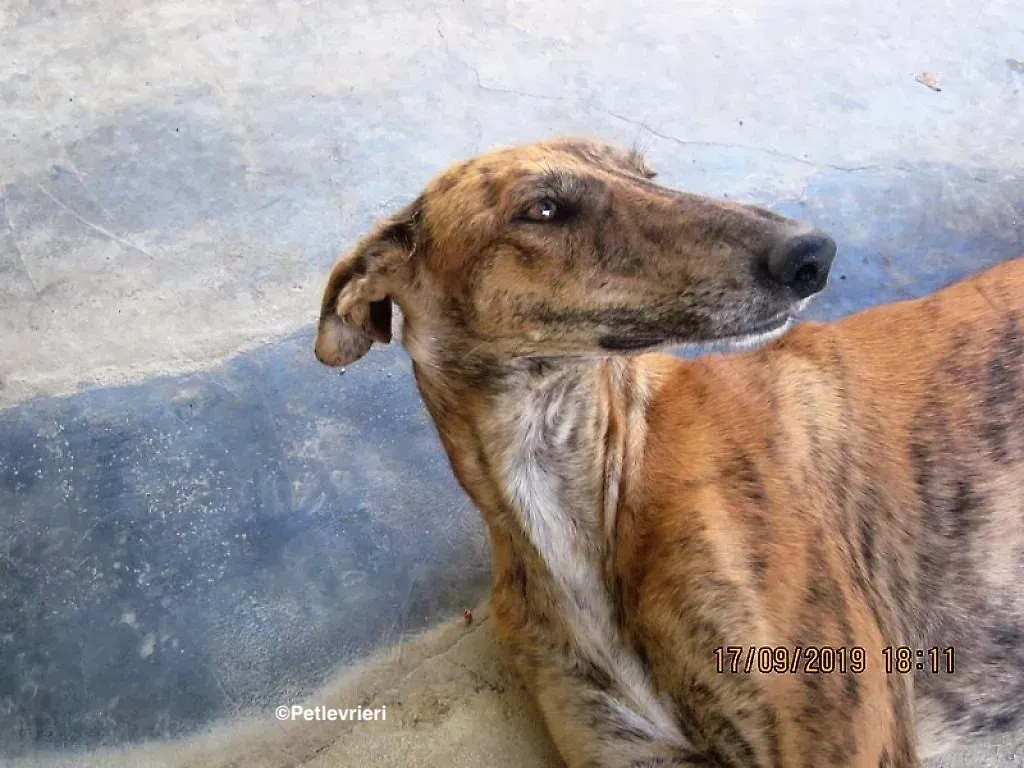 Susanna adozione levrieri galgo 03