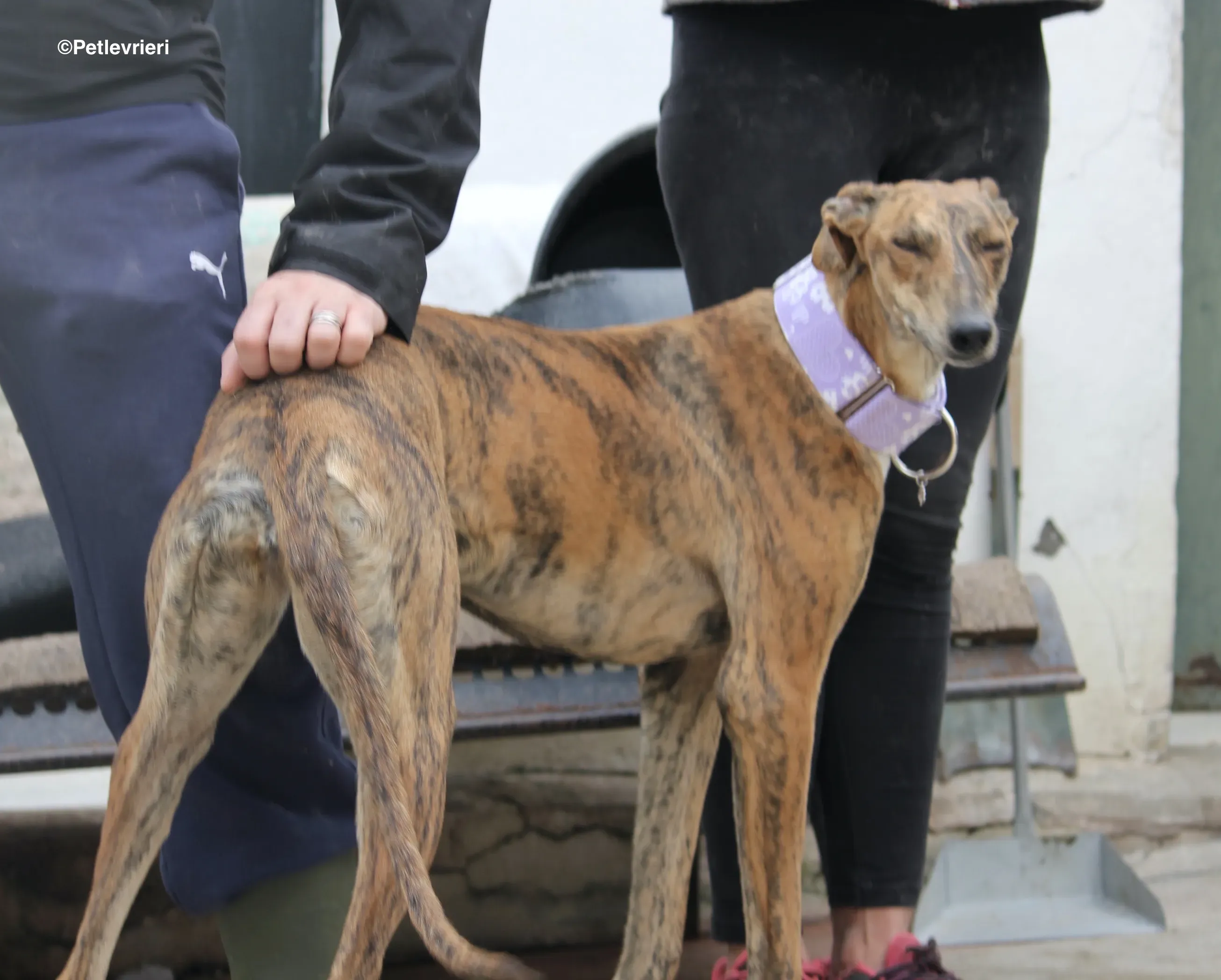 Susanna adozione levrieri galgo 04