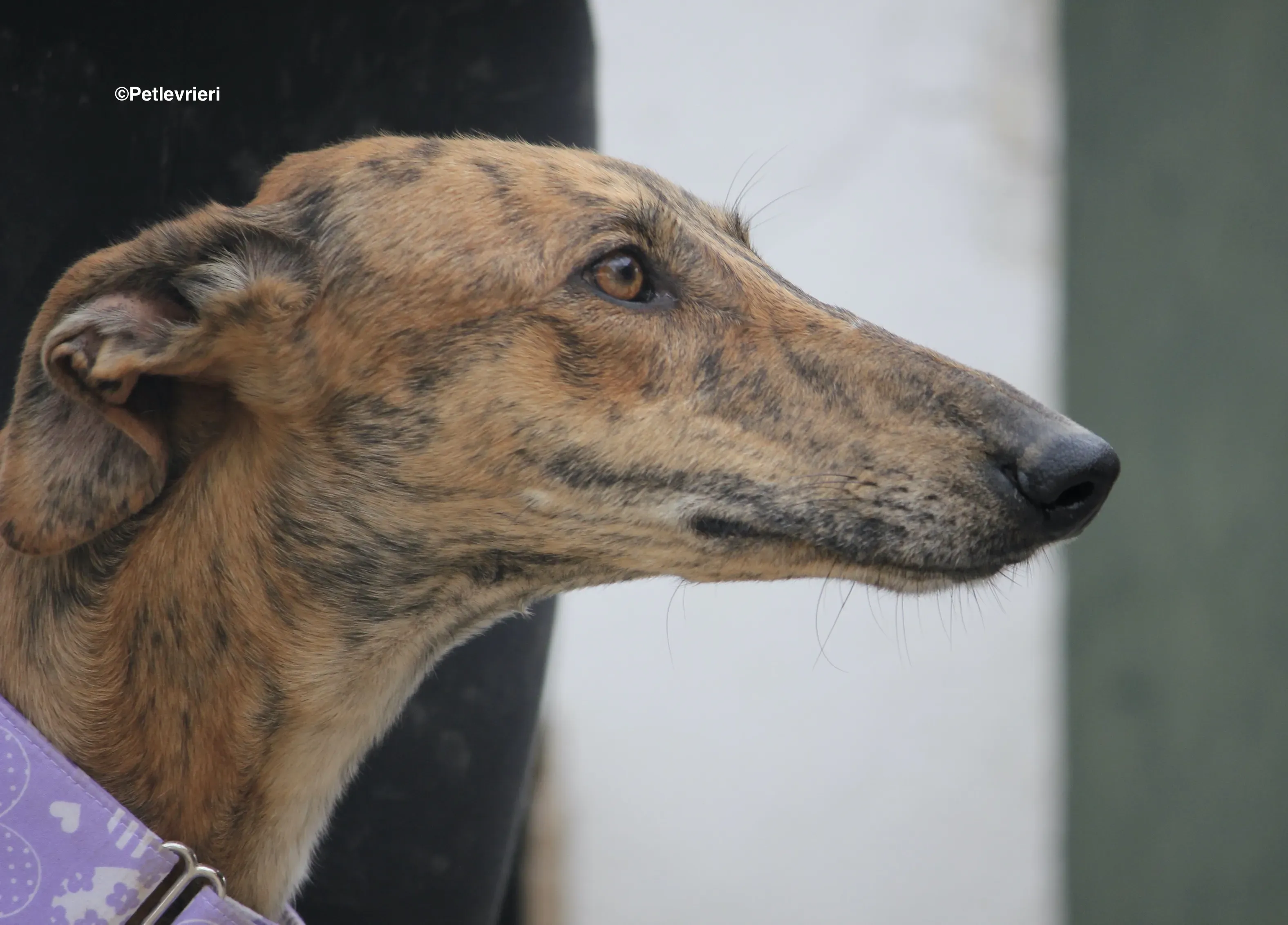 Susanna adozione levrieri galgo 05