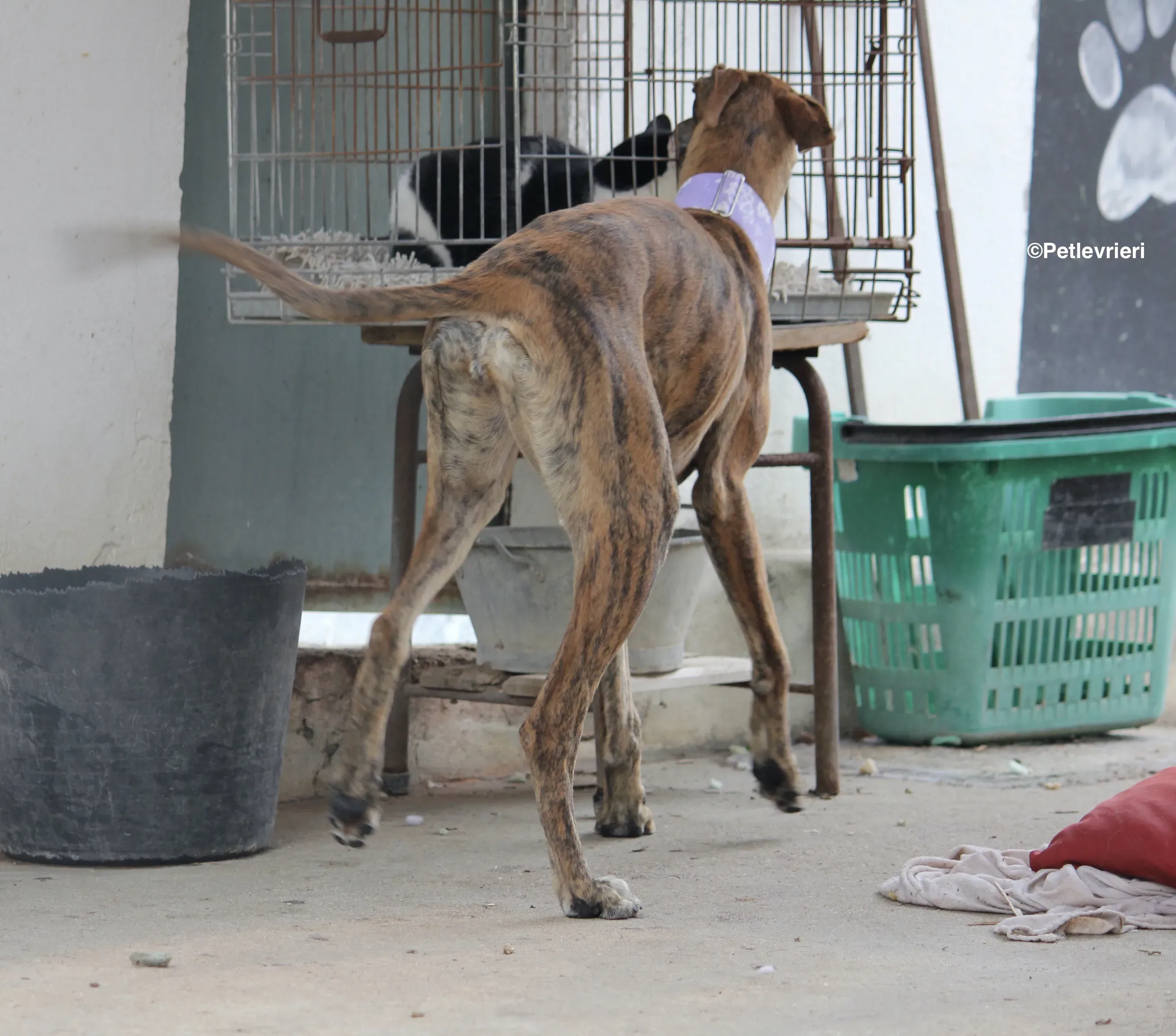 Susanna adozione levrieri galgo 06