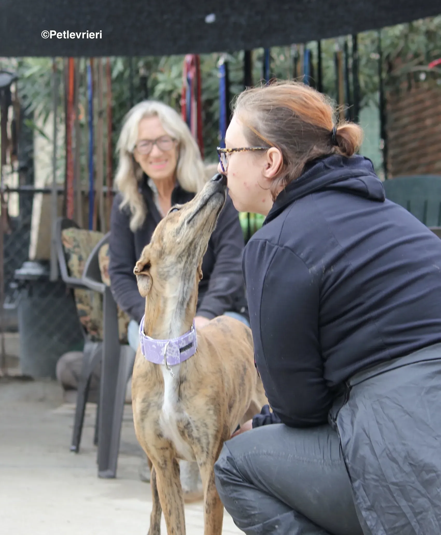 Susanna adozione levrieri galgo 07