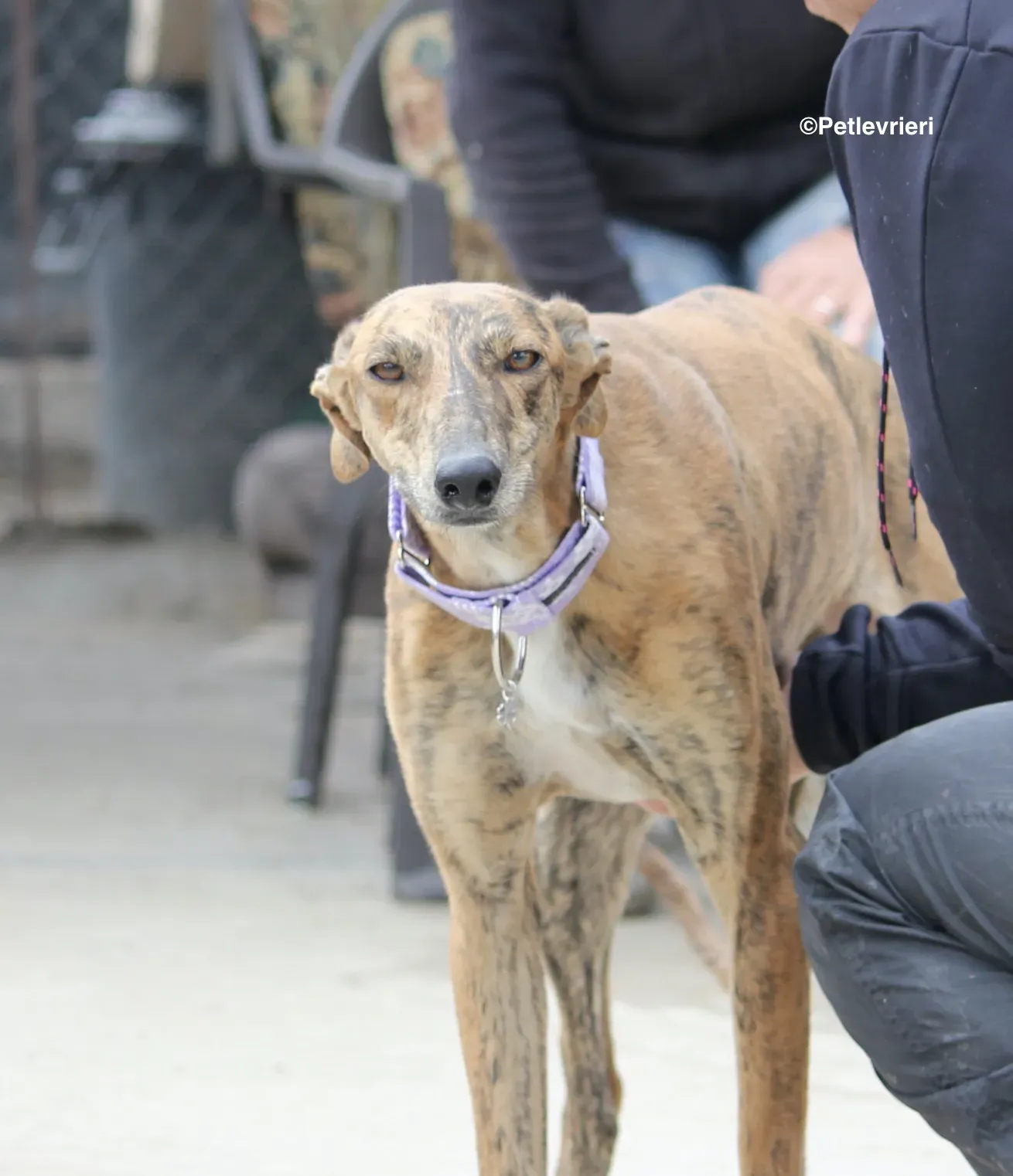 Susanna adozione levrieri galgo 08