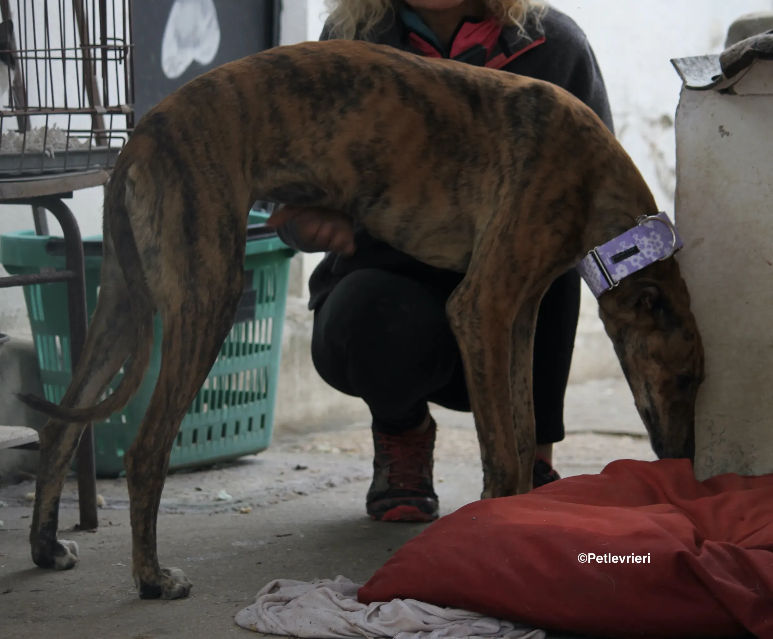 Susanna adozione levrieri galgo 09