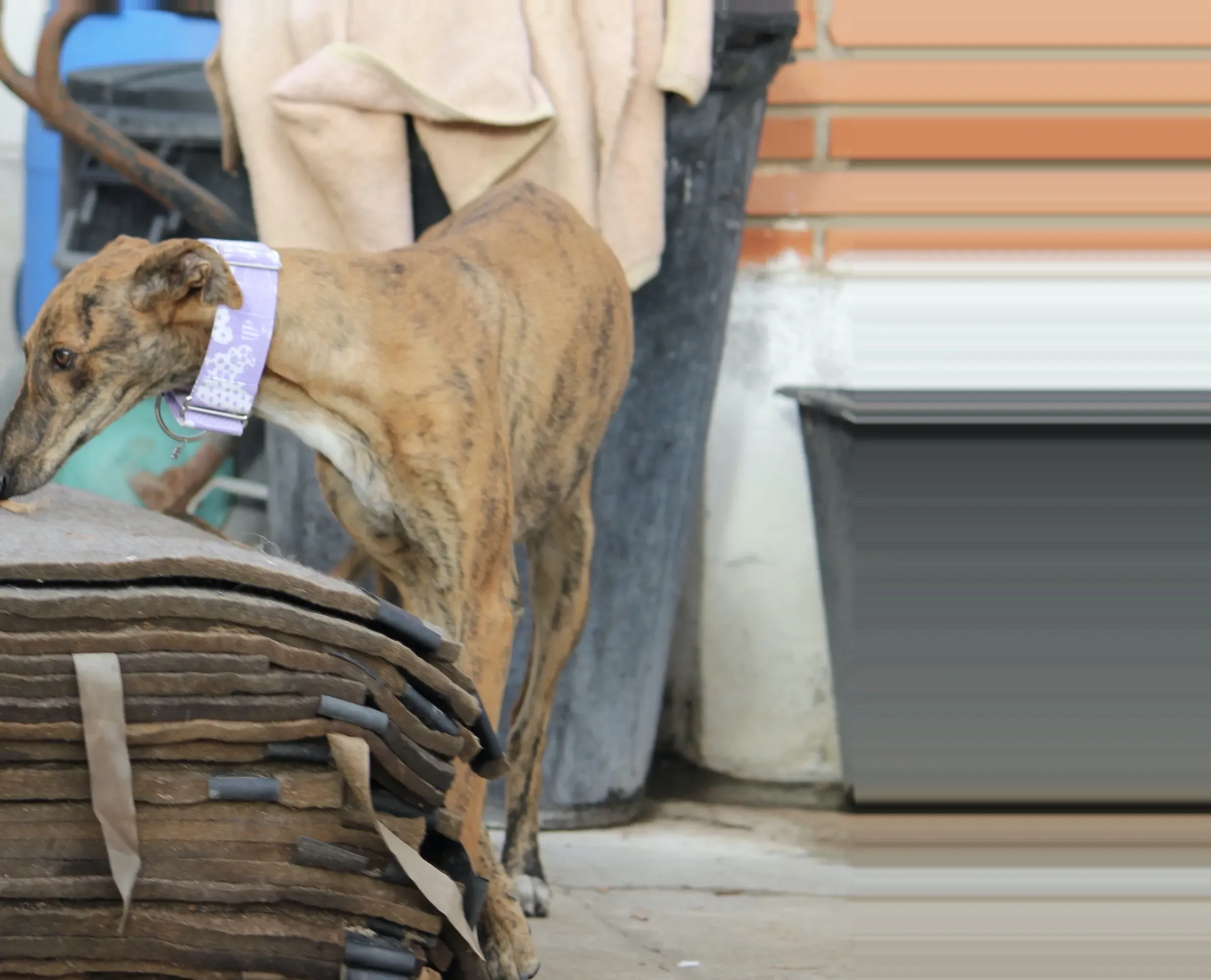 Susanna adozione levrieri galgo 10