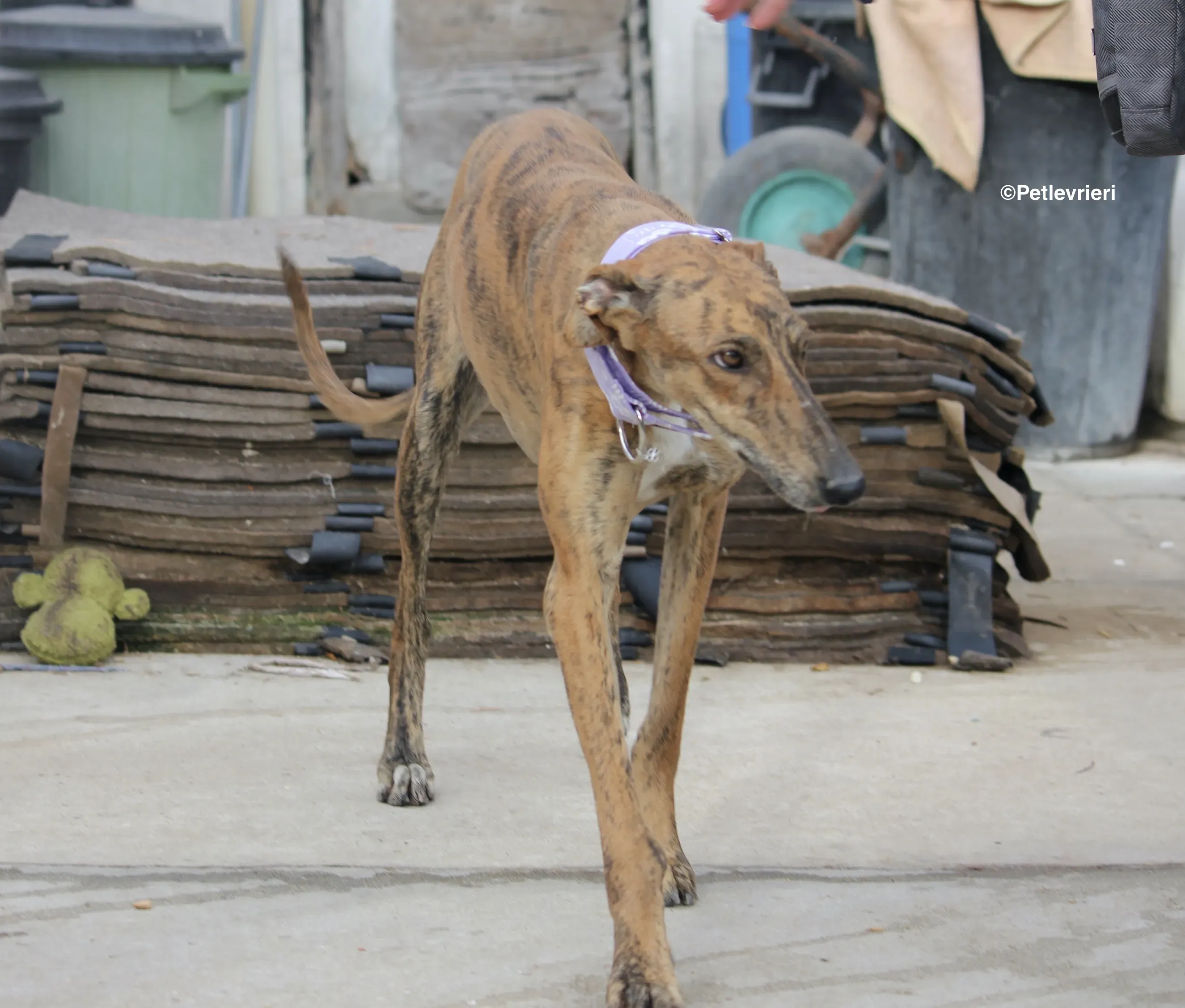 Susanna adozione levrieri galgo 11