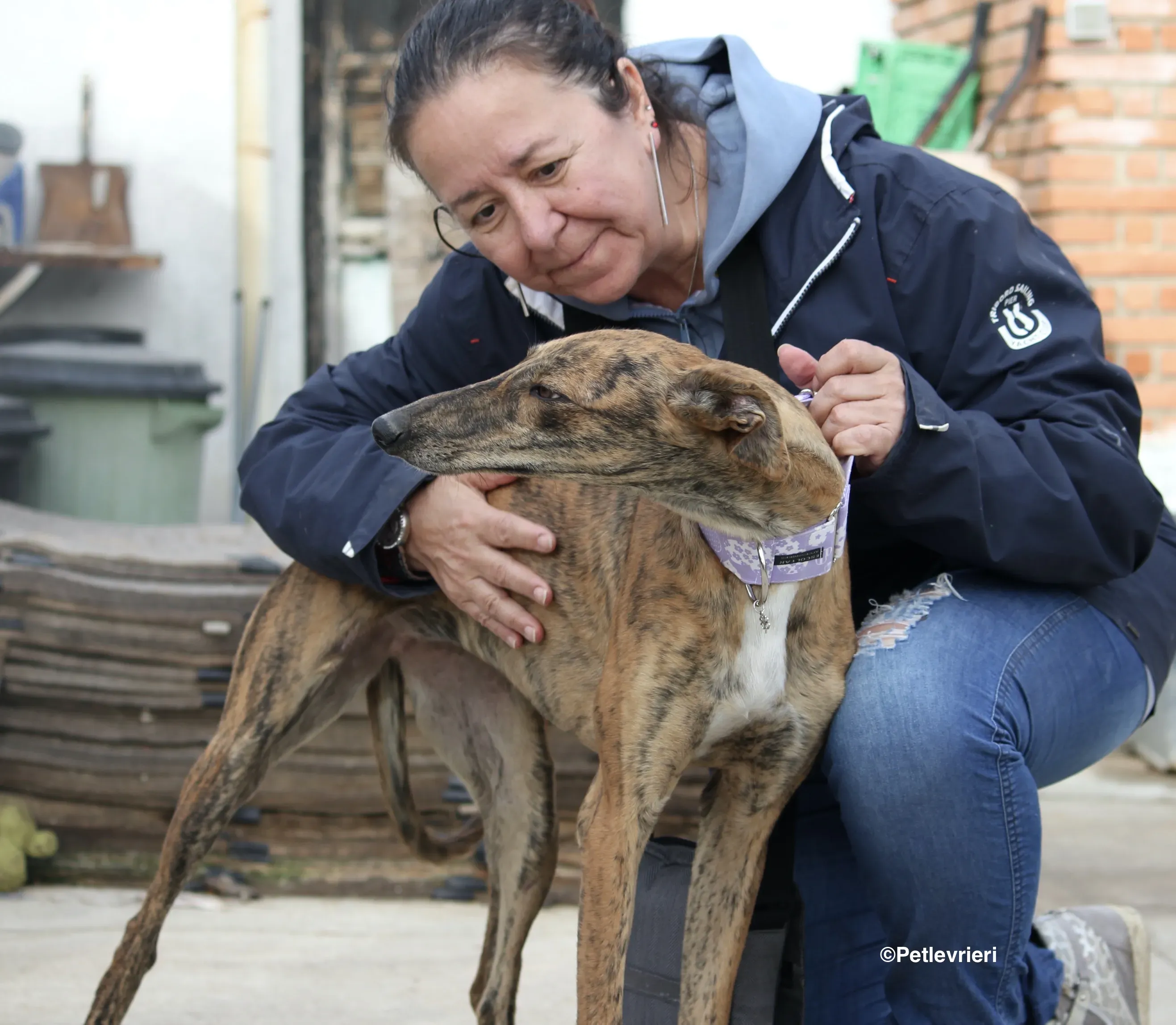 Susanna adozione levrieri galgo 12
