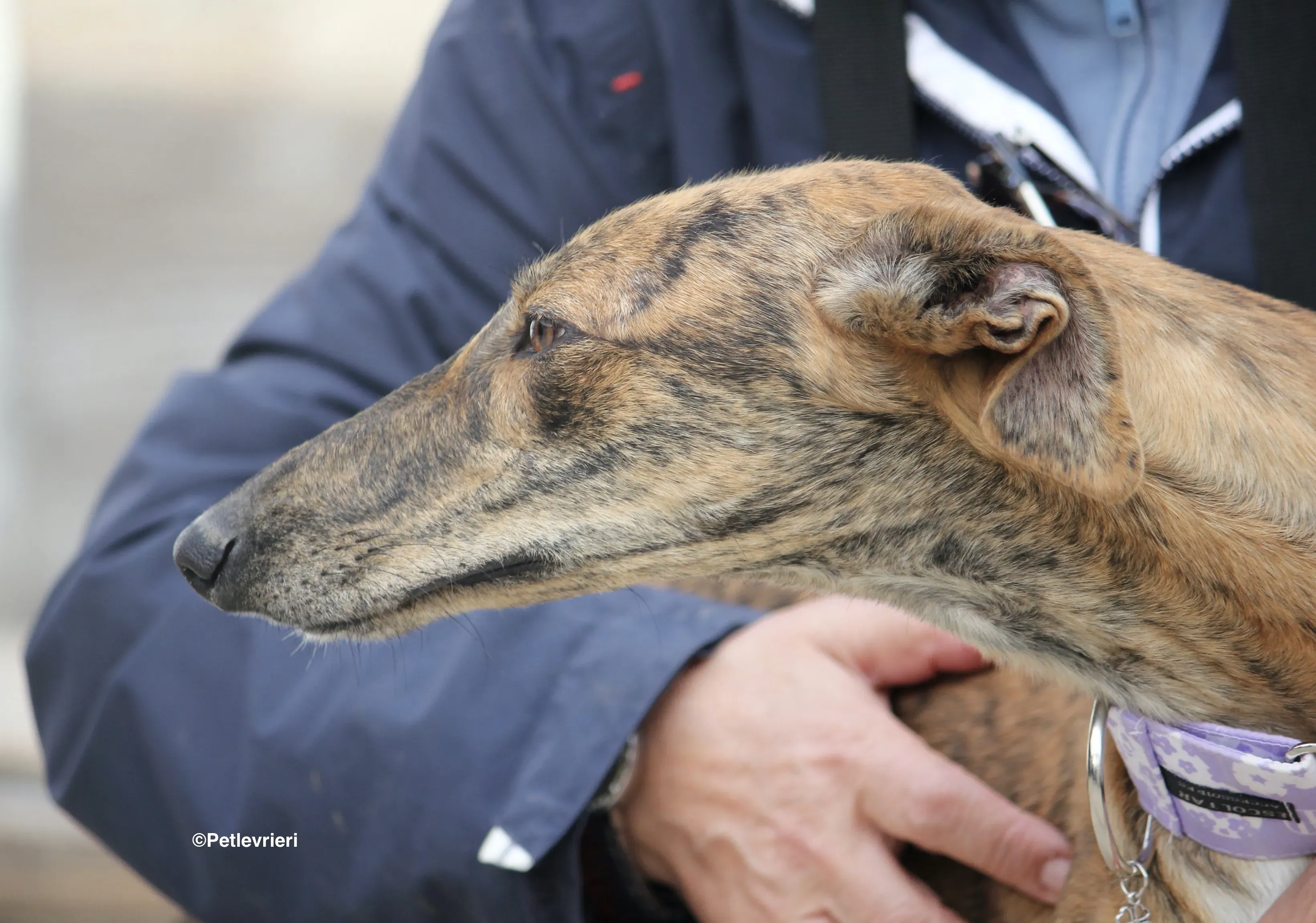 Susanna adozione levrieri galgo 14