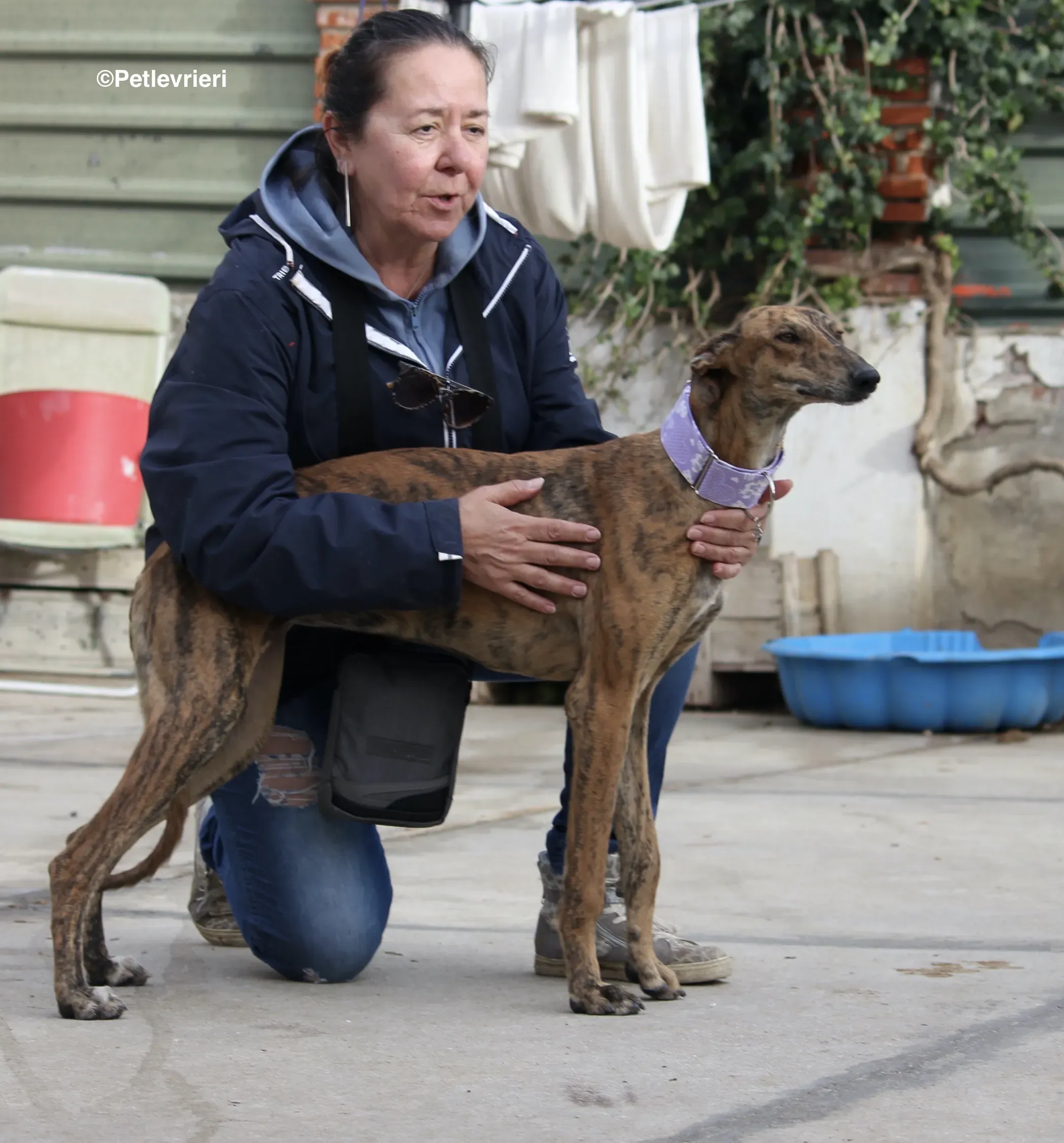 Susanna adozione levrieri galgo 16