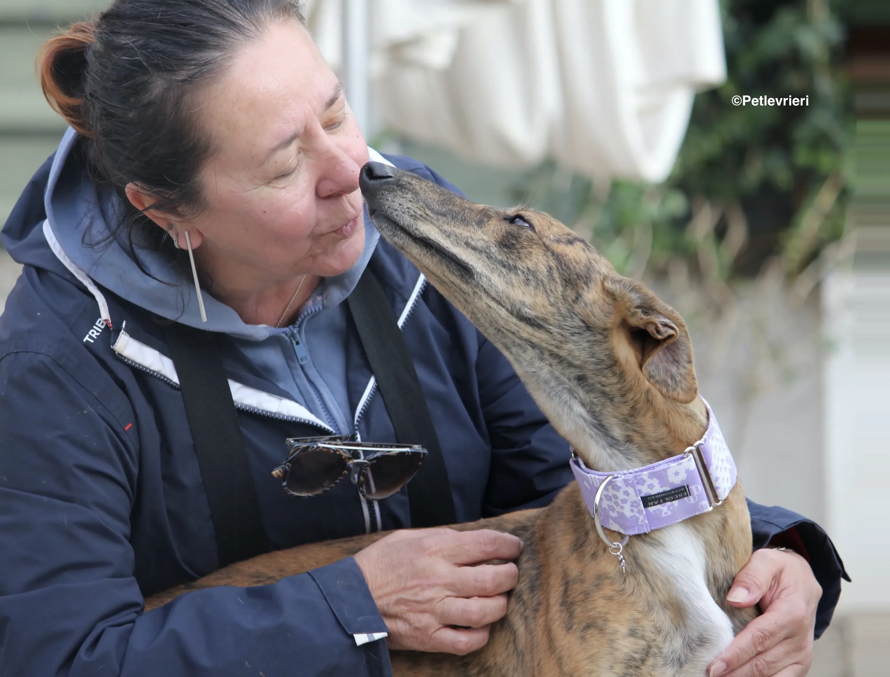Susanna adozione levrieri galgo 17