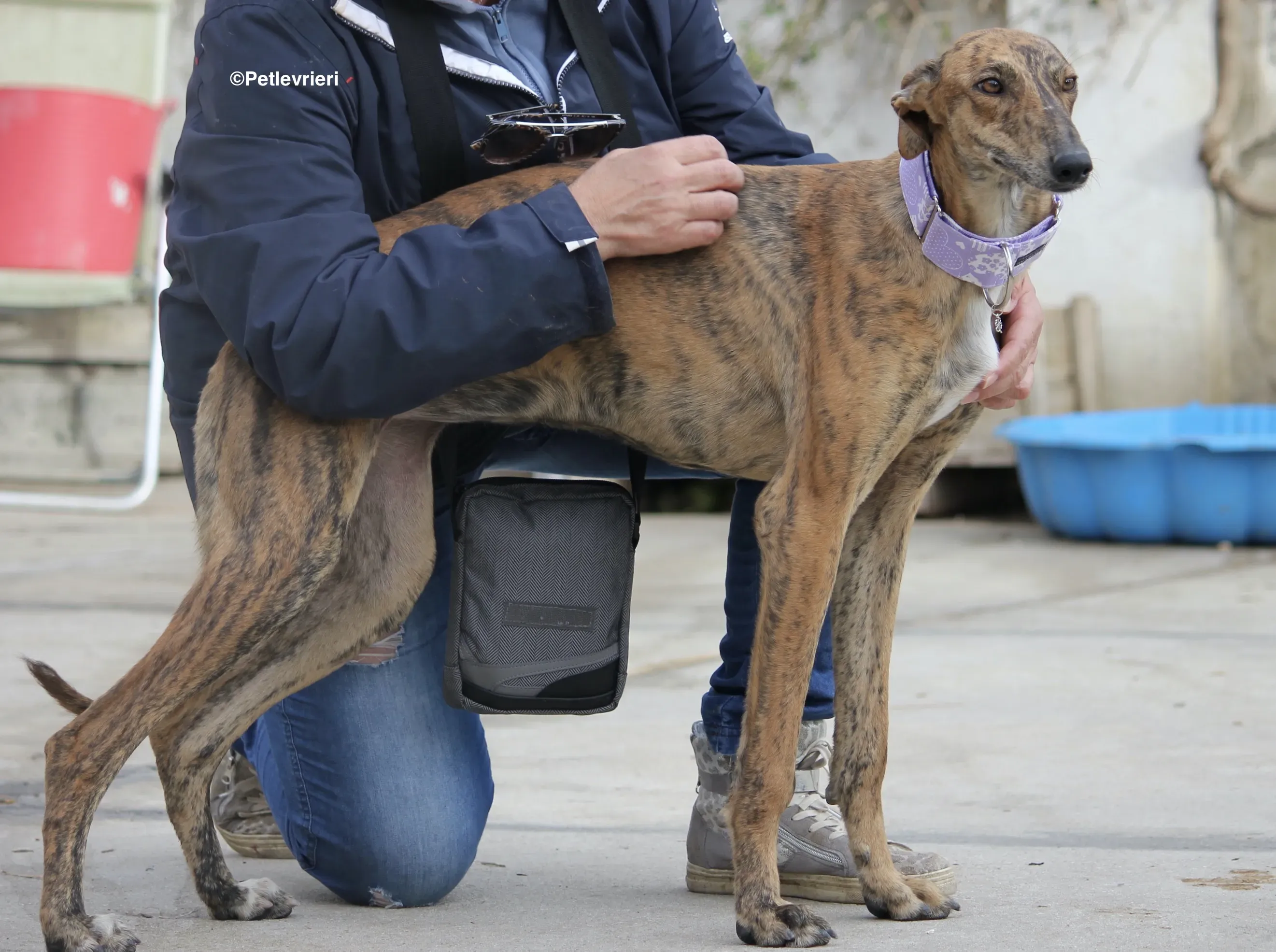 Susanna adozione levrieri galgo 18