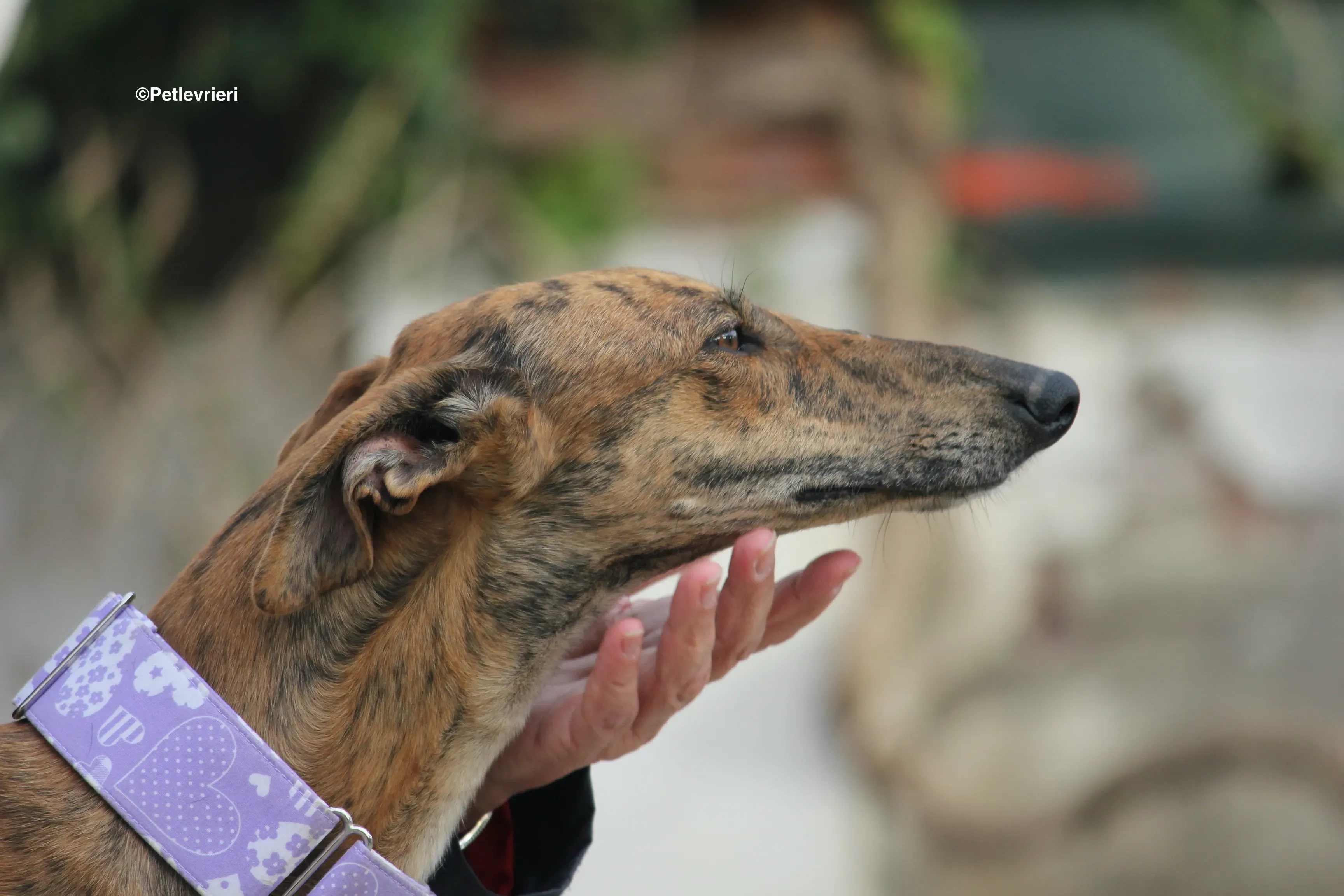 Susanna adozione levrieri galgo 19