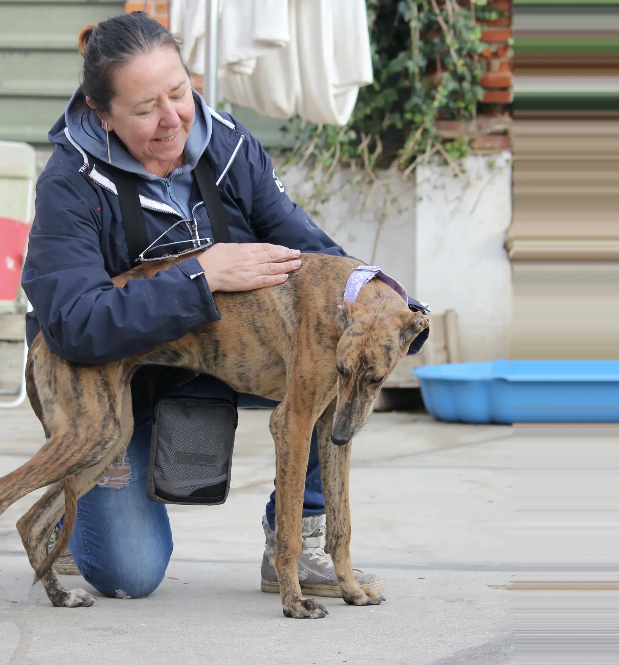 Susanna adozione levrieri galgo 20