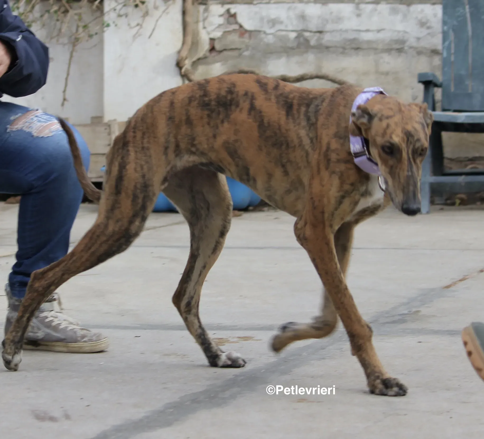 Susanna adozione levrieri galgo 21