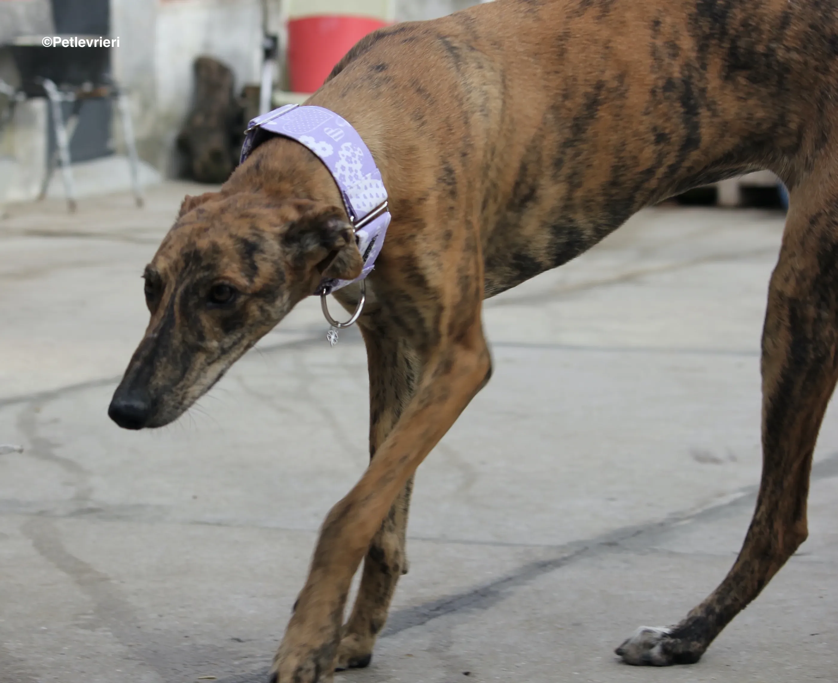 Susanna adozione levrieri galgo 22