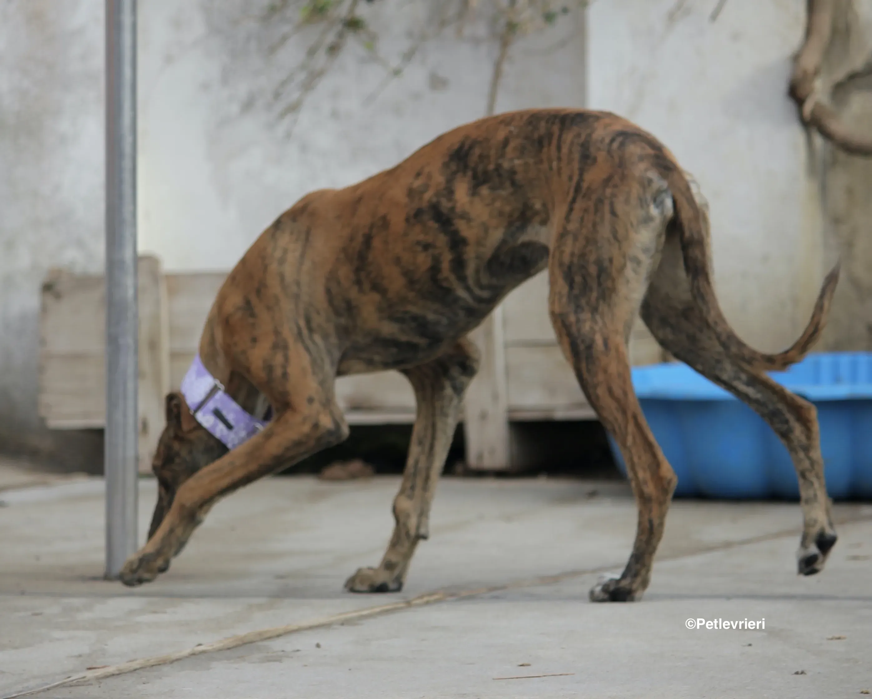 Susanna adozione levrieri galgo 23