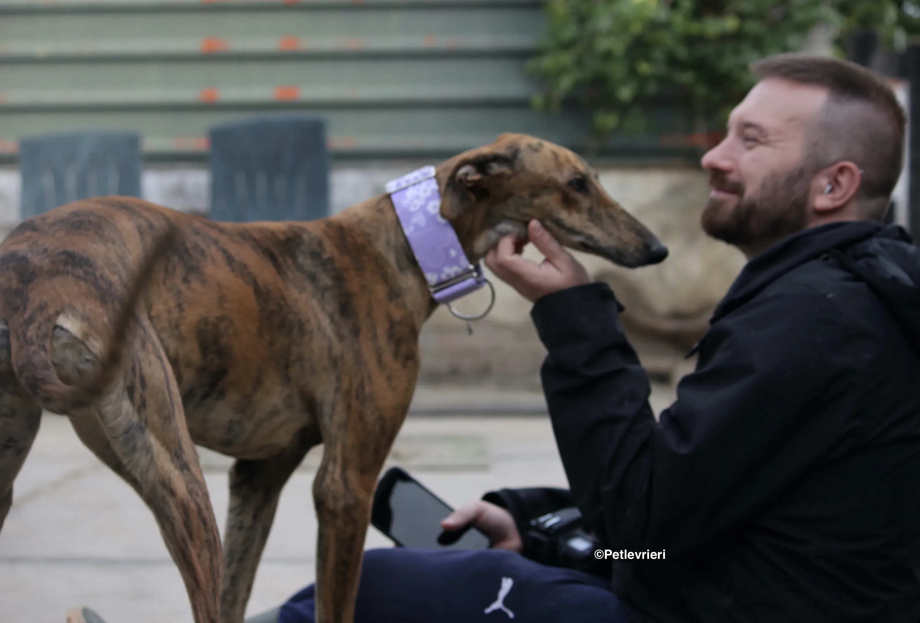 Susanna adozione levrieri galgo 24