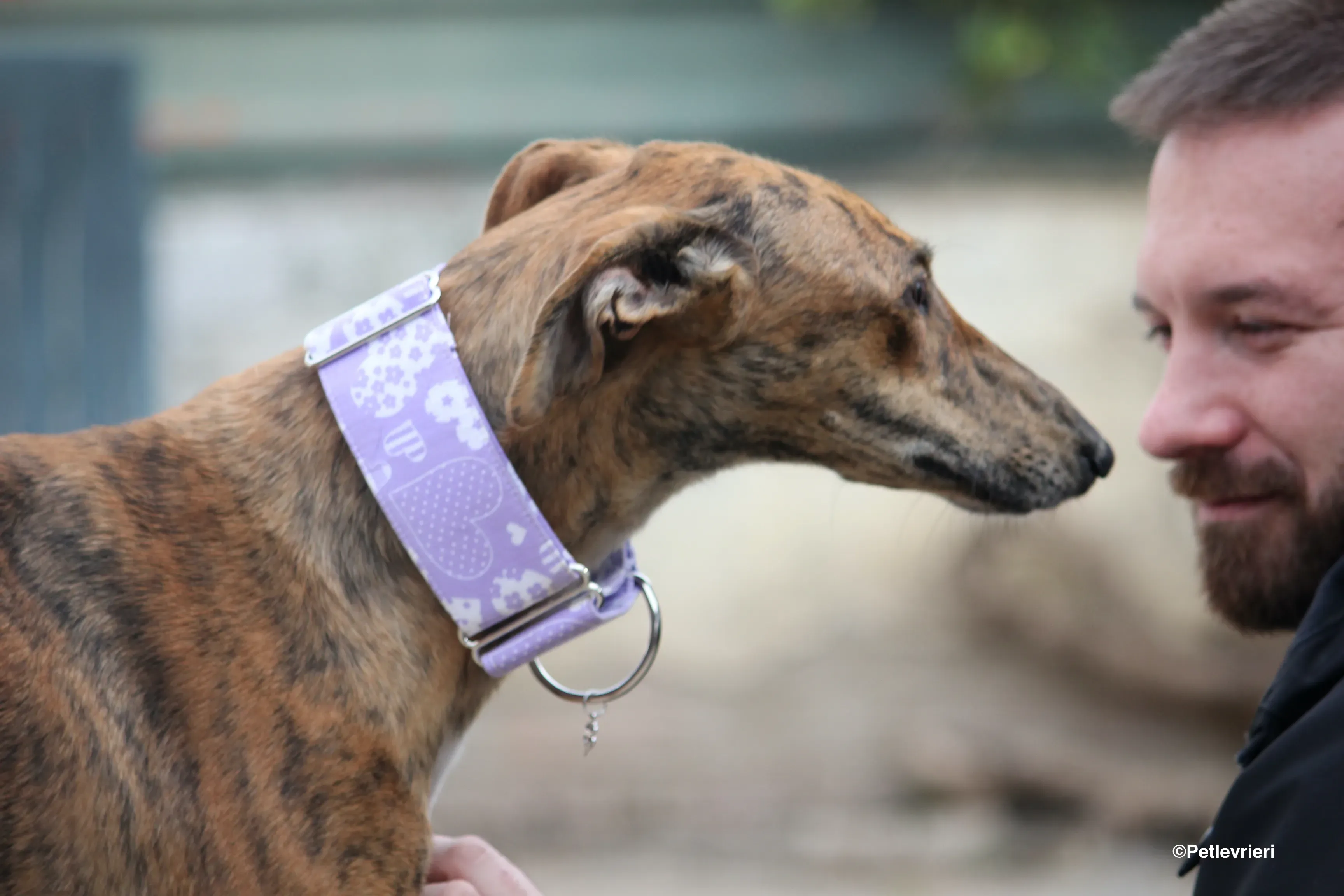 Susanna adozione levrieri galgo 26