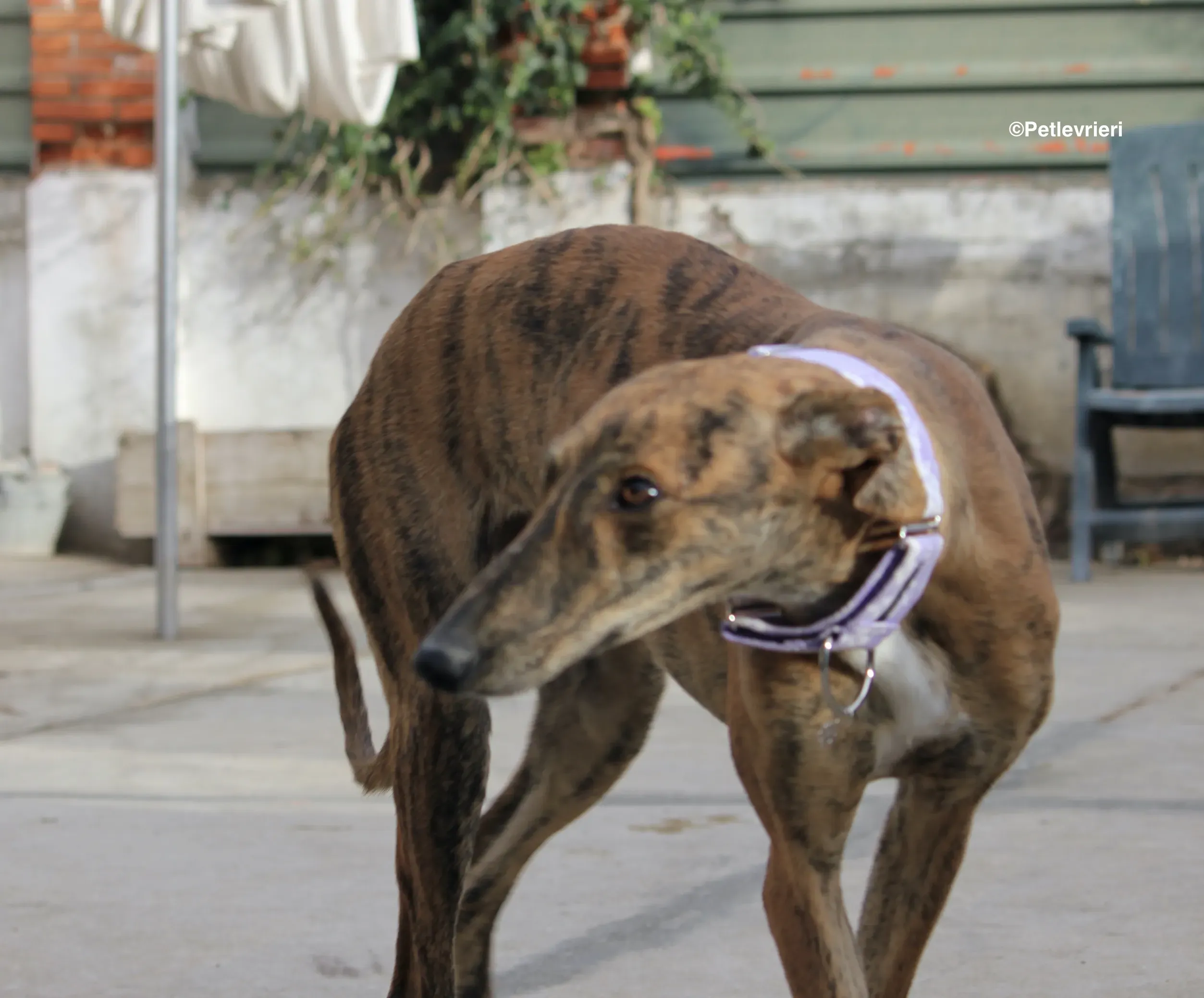 Susanna adozione levrieri galgo 27