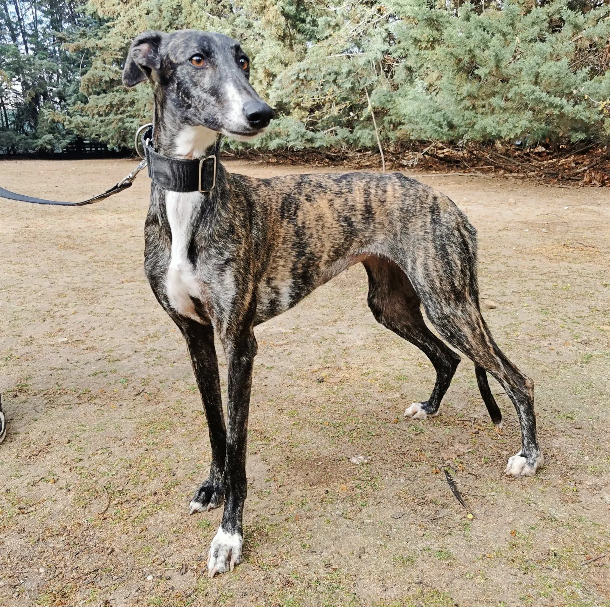 Susi adozione galgo 1