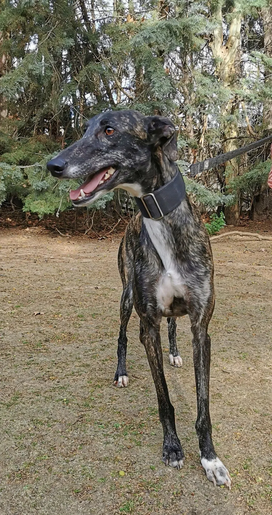 Susi adozione galgo 2