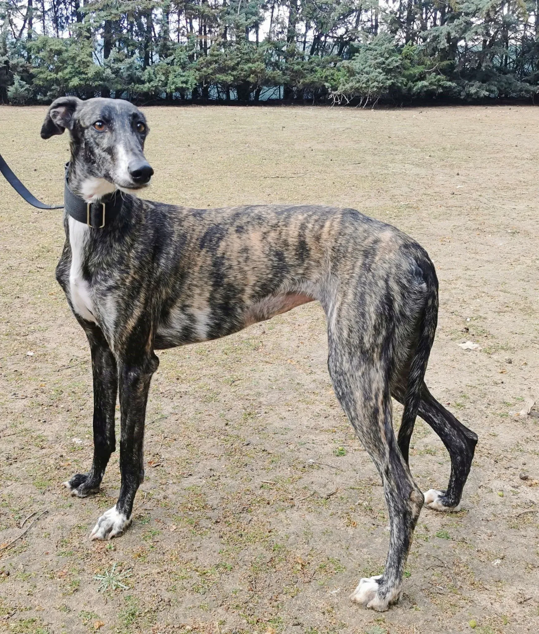 Susi adozione galgo 3