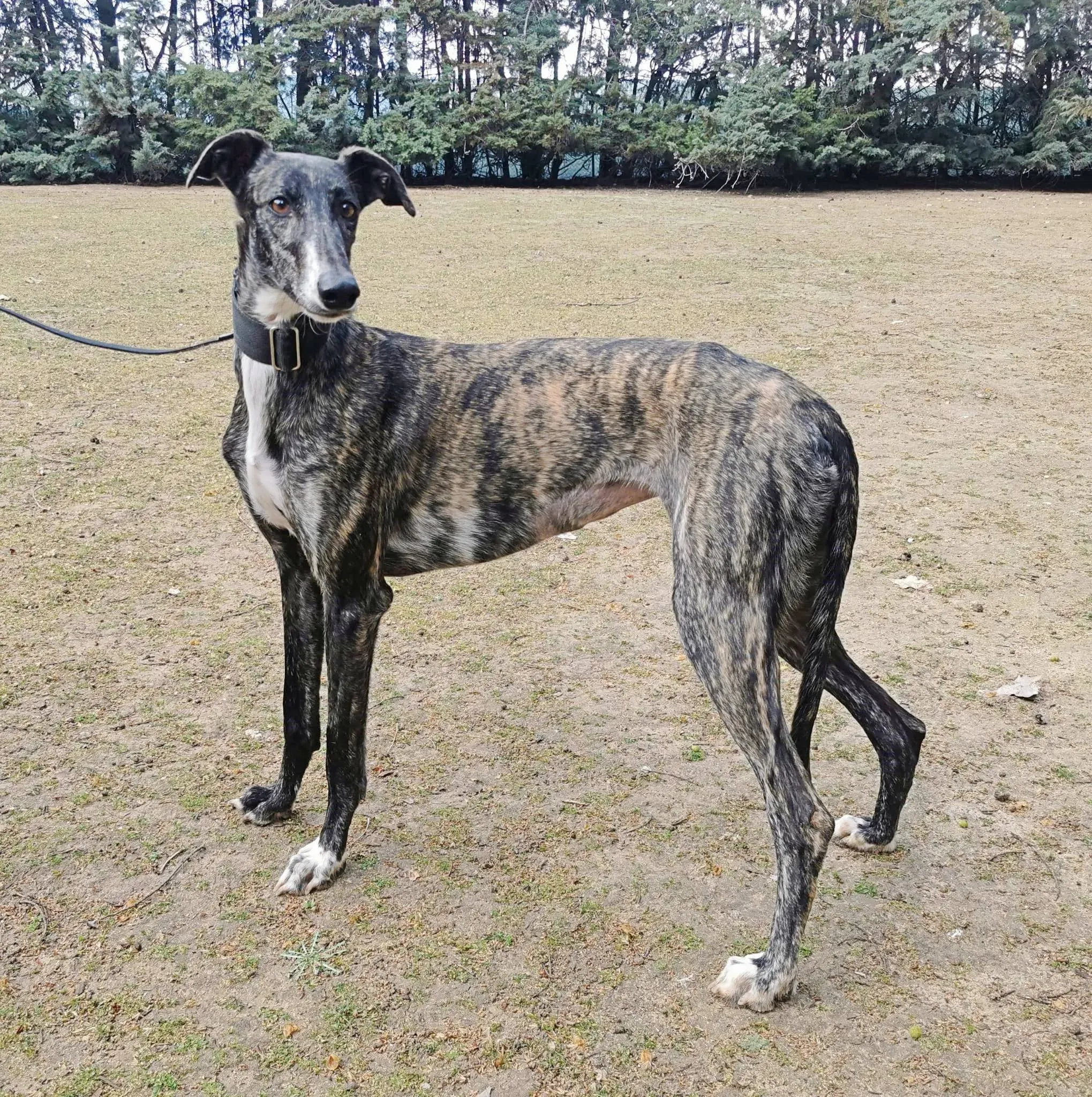 Susi adozione galgo 4