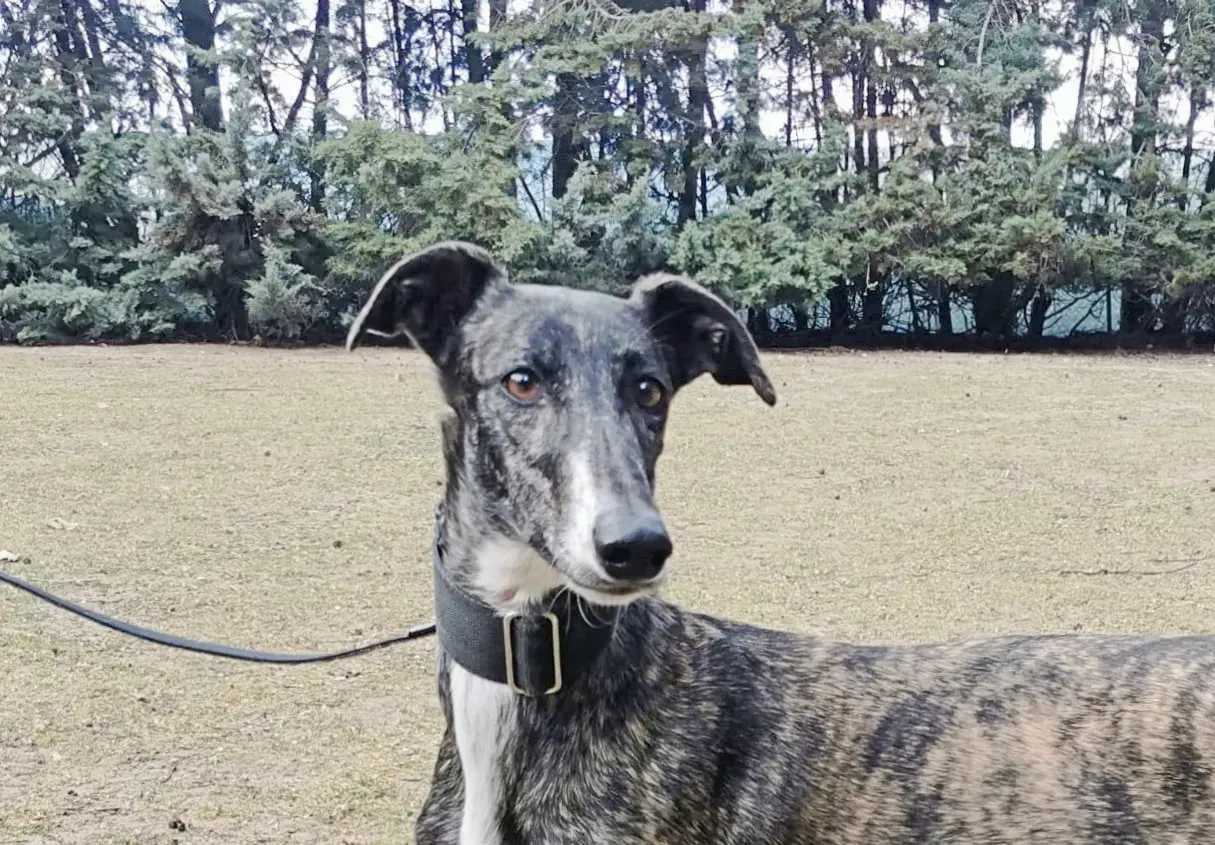 Susi adozione galgo 5