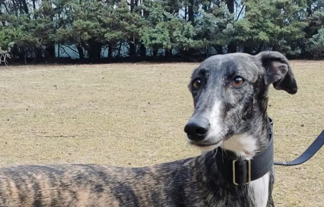 Susi adozione galgo 6