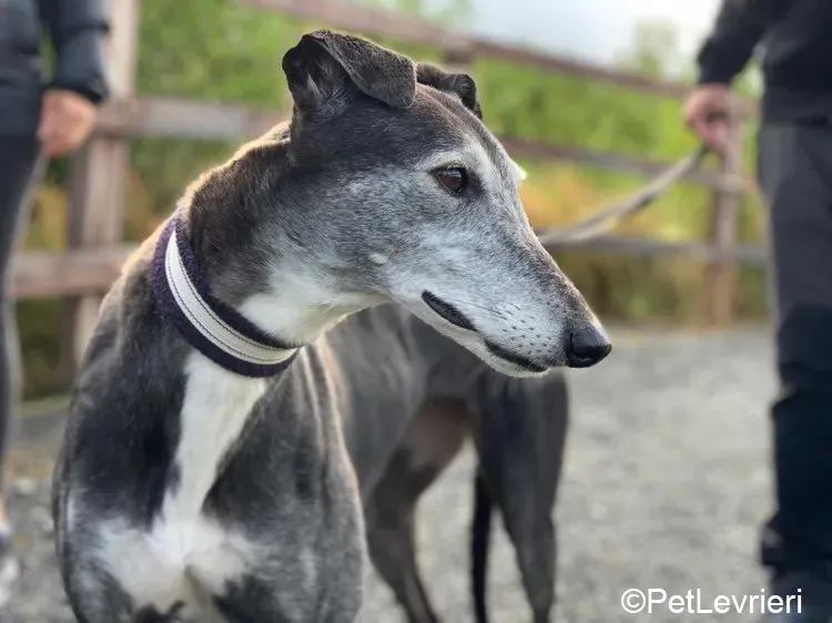 Suzane adozione levrieri greyhound 1