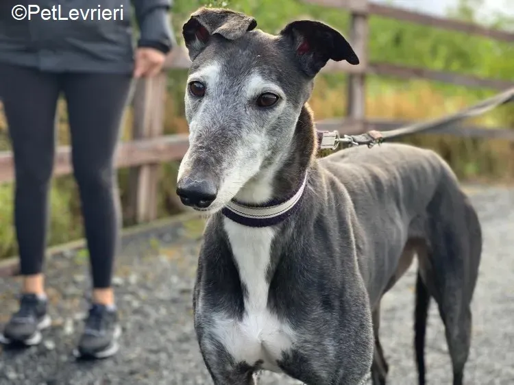 Suzane adozione levrieri greyhound 2