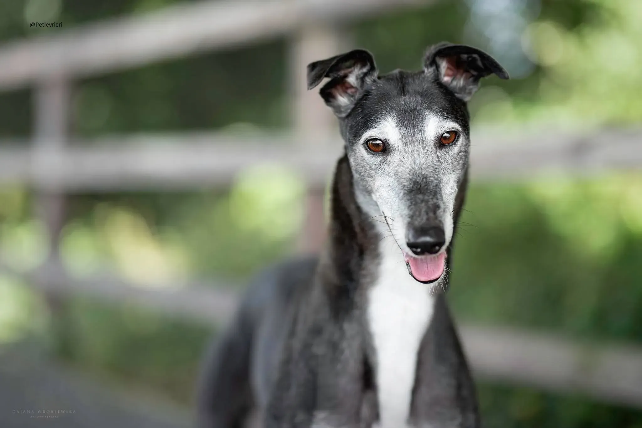 Suzanne Greyhound Female Adozione Levrieri 1
