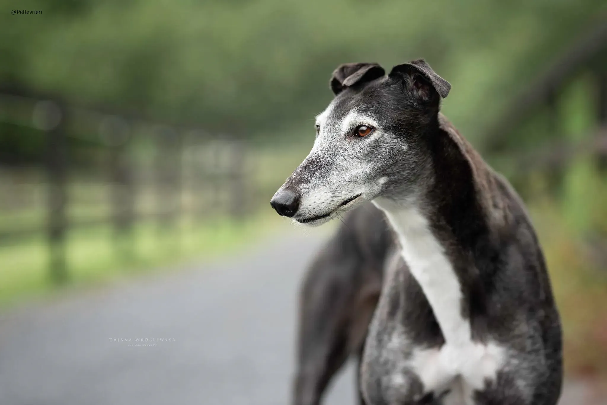 Suzanne Greyhound Female Adozione Levrieri 2