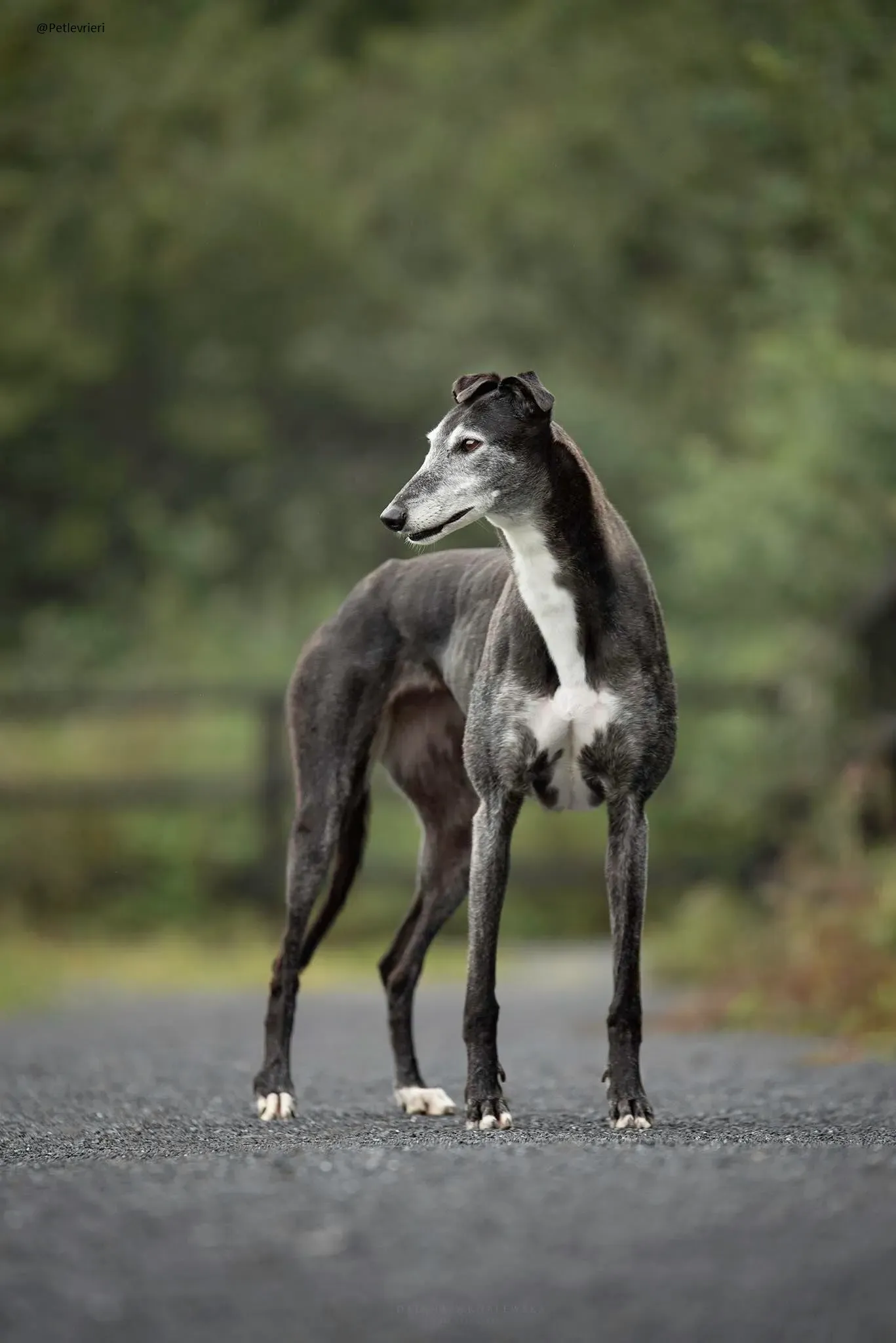 Suzanne Greyhound Female Adozione Levrieri 3